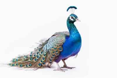 Majestic Indian Peacock Standing Against White Background