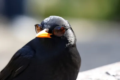Black Bird Wearing Miniature Sunglasses
