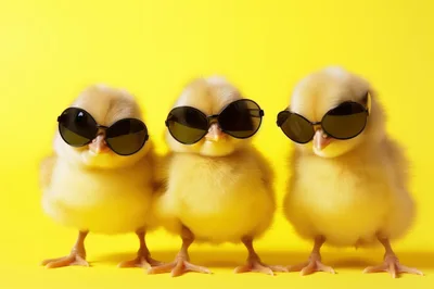 Three Cute Fluffy Chicks Wearing Sunglasses