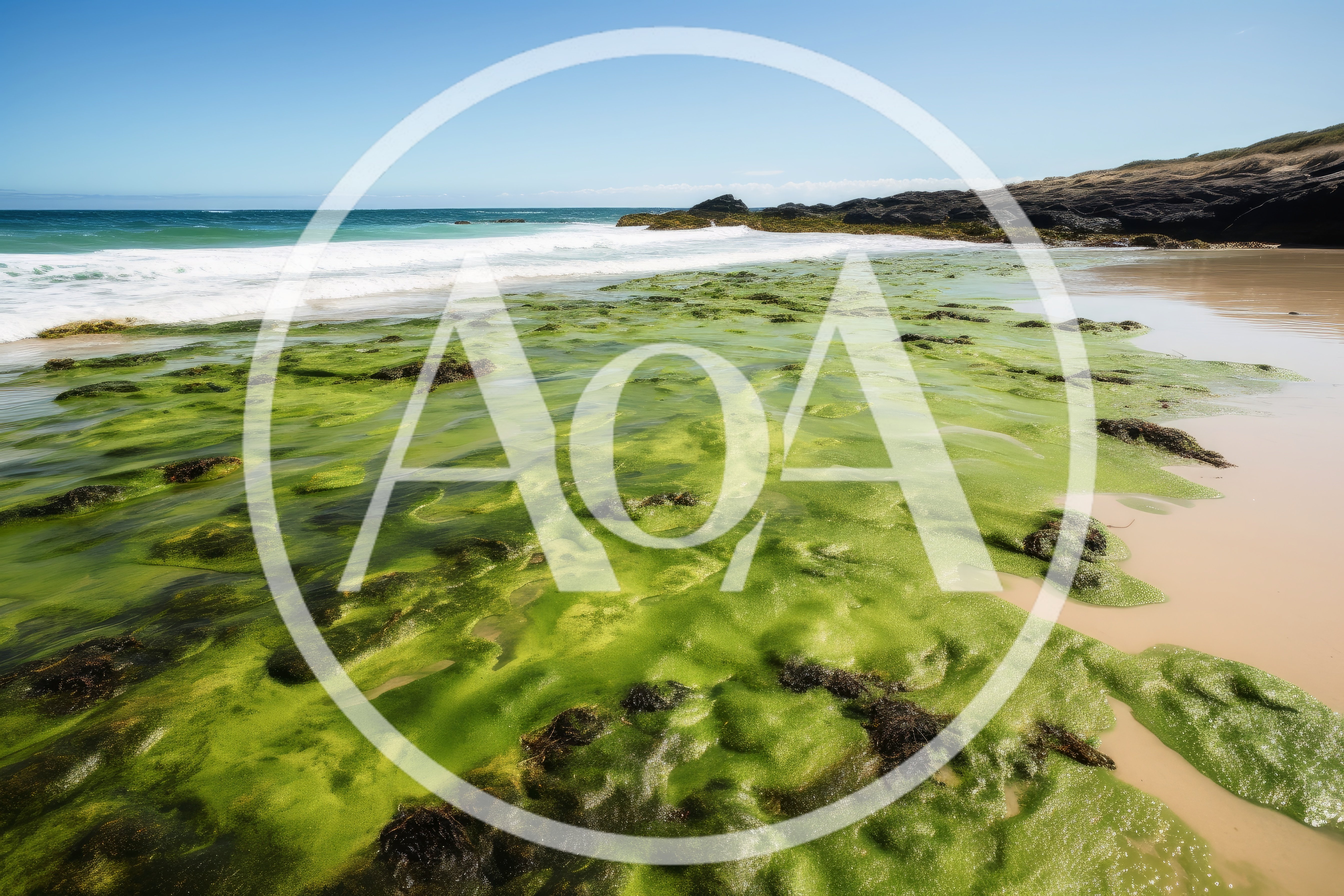 Green Algae Covered Rocky Beach Shoreline