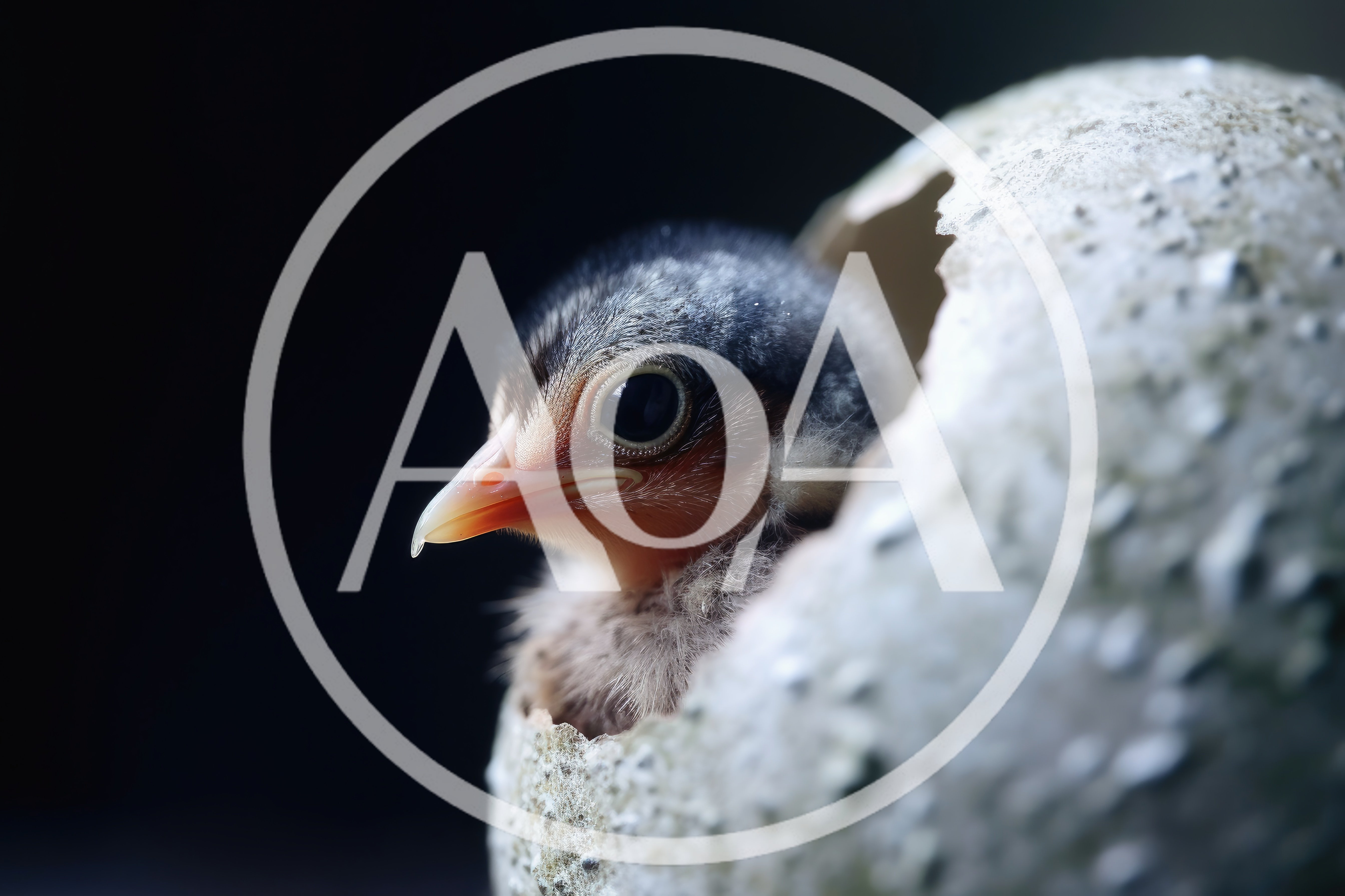Newborn Chick Emerging From A Cracked Eggshell