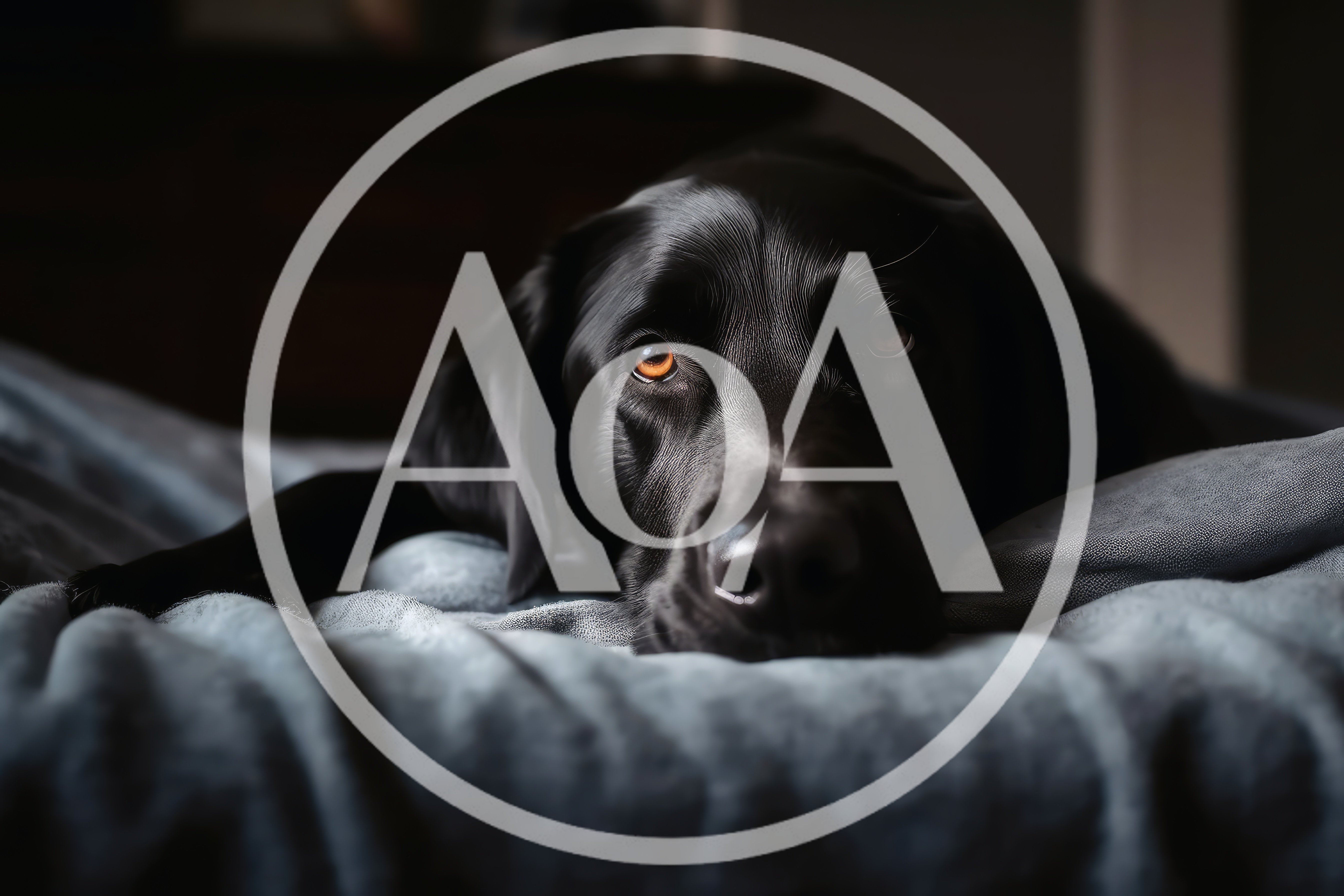 Black Labrador Retriever Resting On A Soft Bed