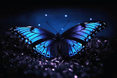 Vibrant Blue Butterfly Resting On Dark Textured Ground