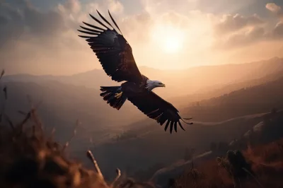 Bald Eagle Flying Over Mountain Landscape At Sunset