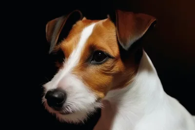 Portrait Of A Jack Russell Terrier Dog