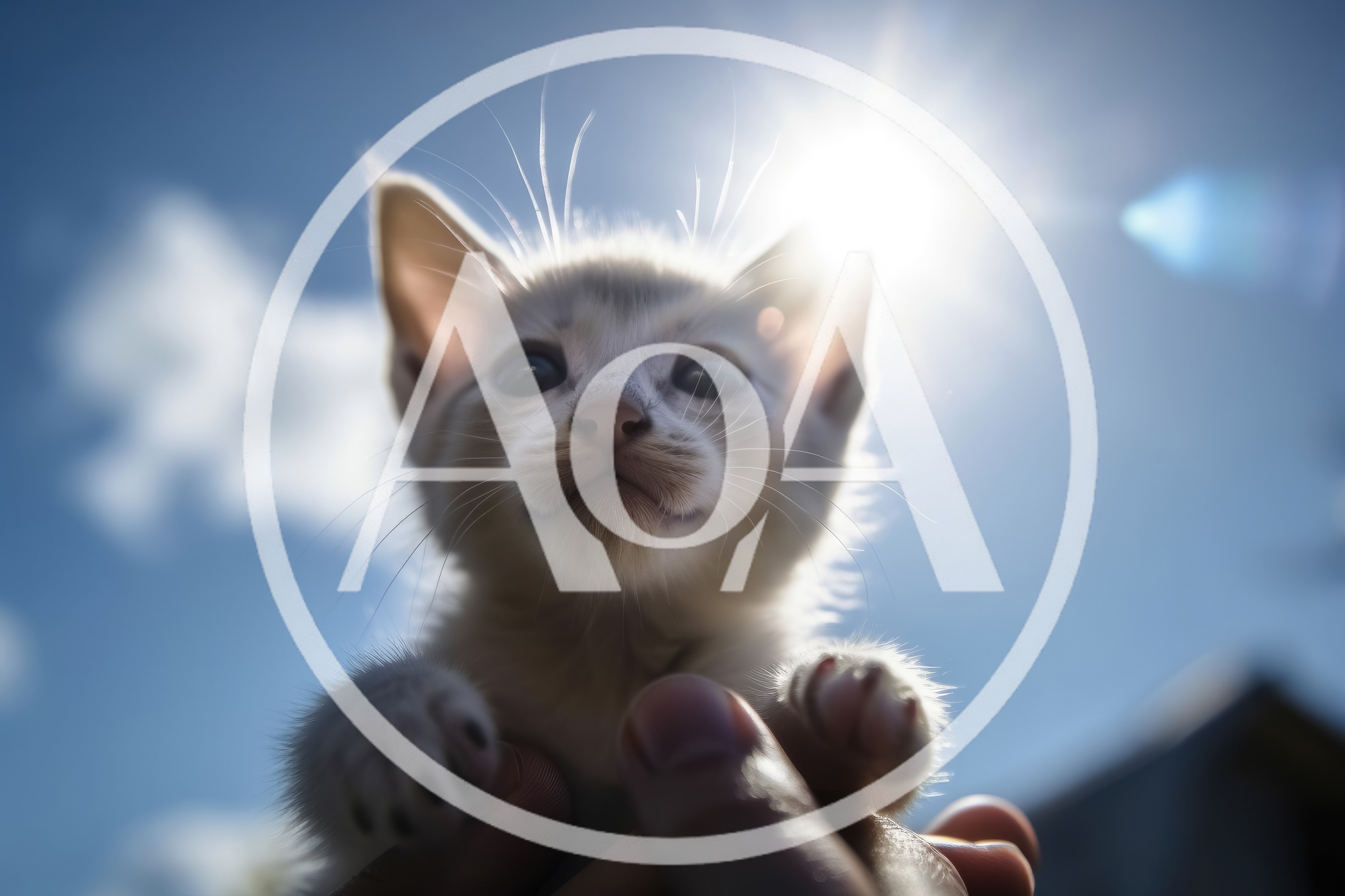 Close Up Of A Cute Kitten Held Against Sunlight