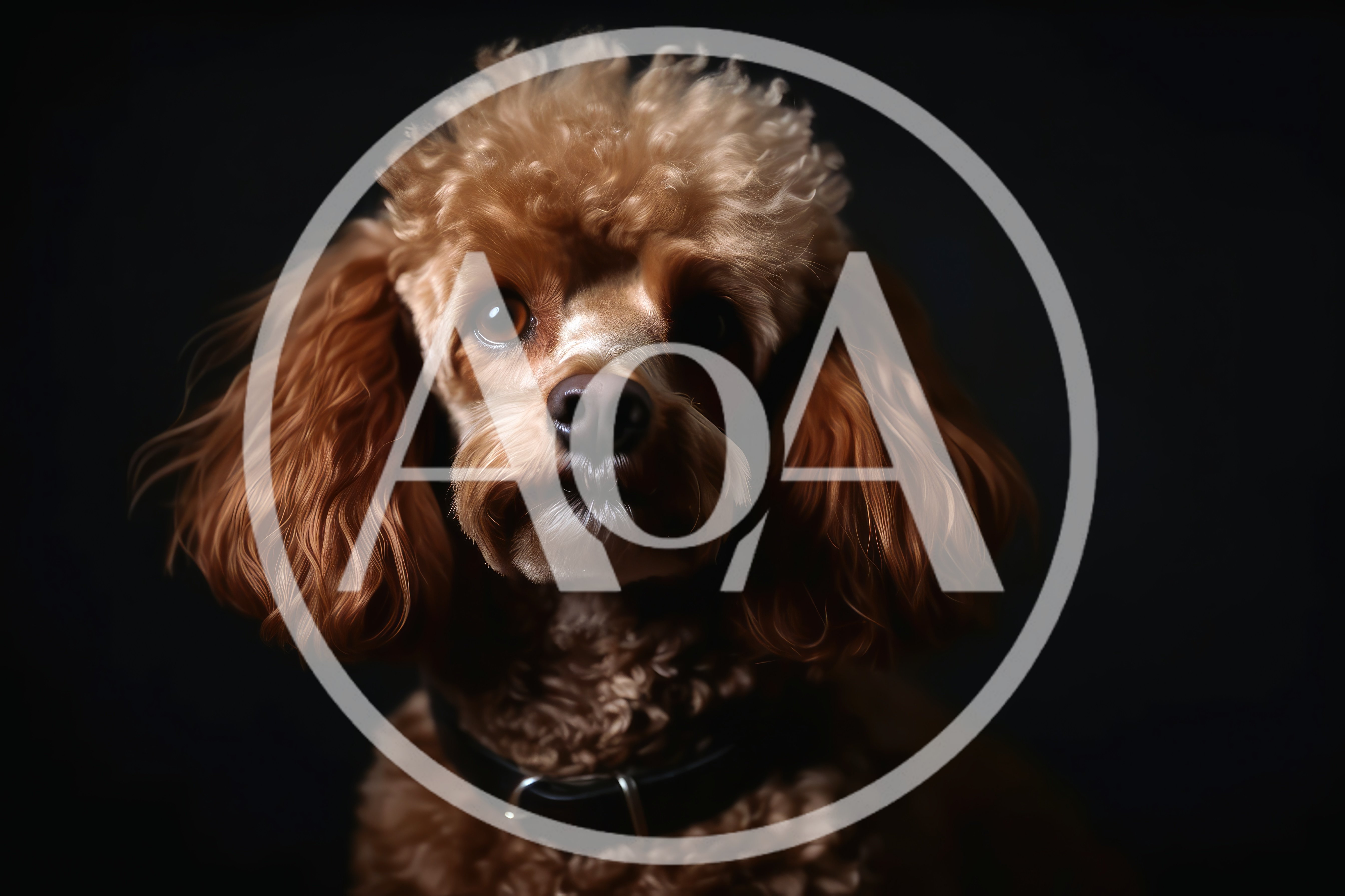 Portrait Of A Brown Poodle Dog
