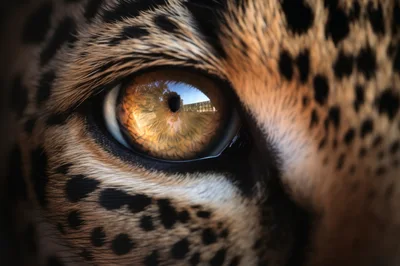 Extreme Close Up Of A Leopard Eye
