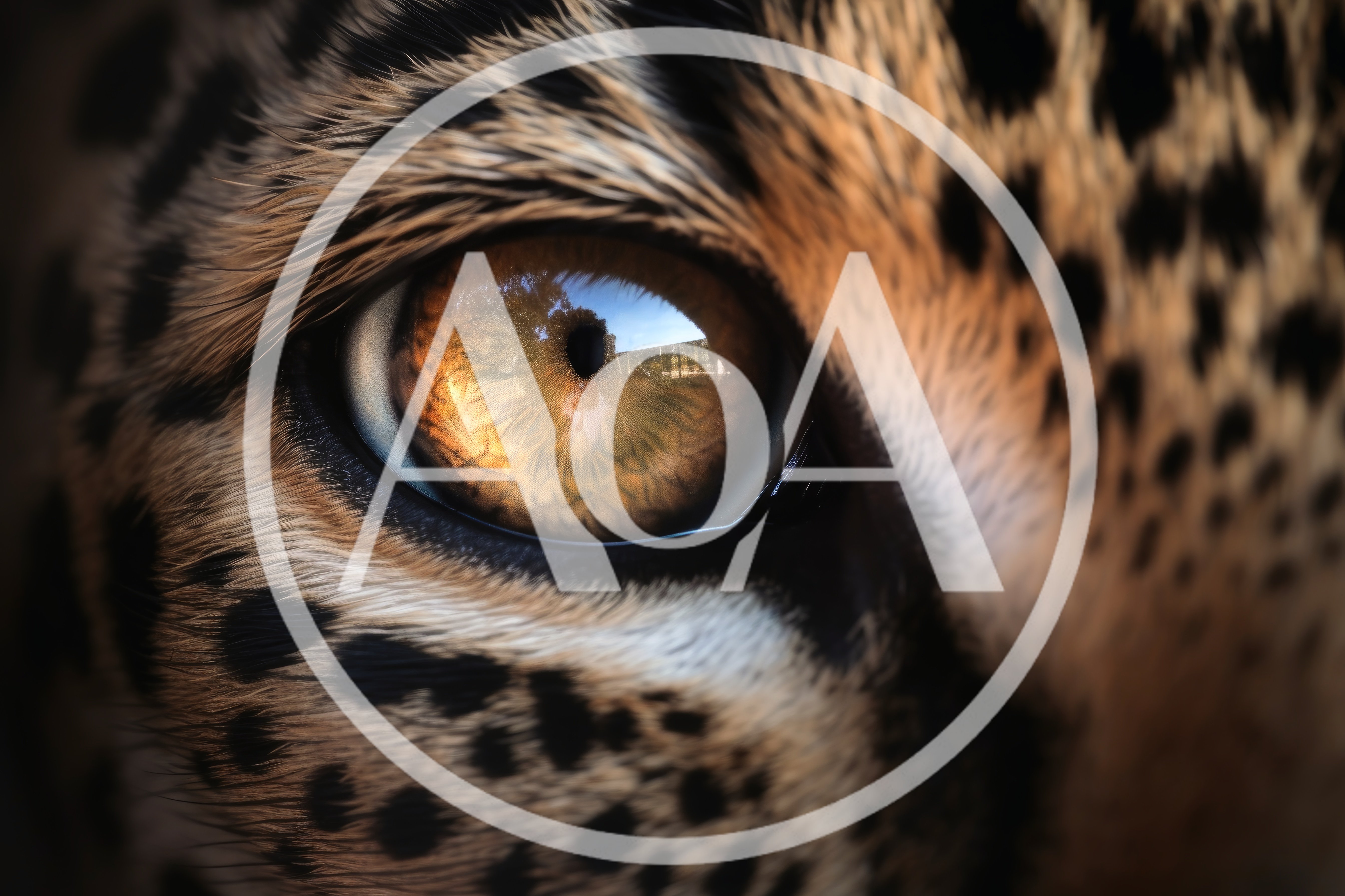 Extreme Close Up Of A Leopard Eye