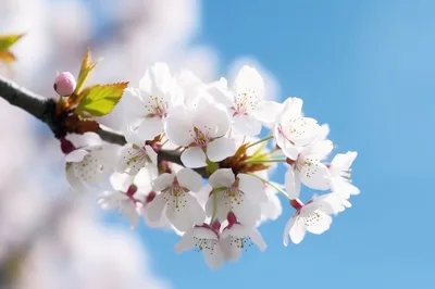Blooming Cherry Blossom Branch Against Clear Blue Sky