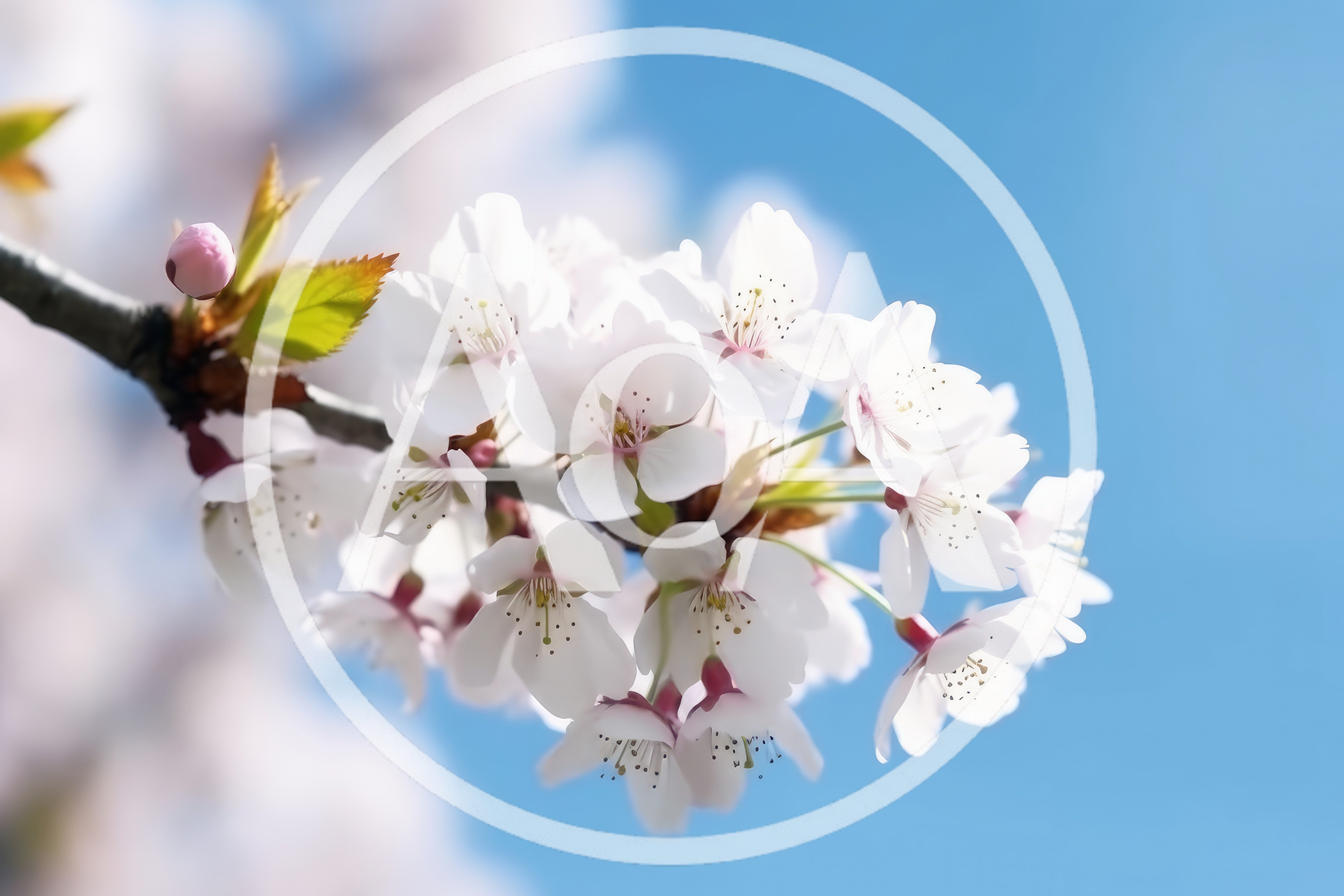 Blooming Cherry Blossom Branch Against Clear Blue Sky