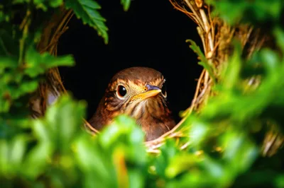 Common Blackbird Sitting Inside A Nest