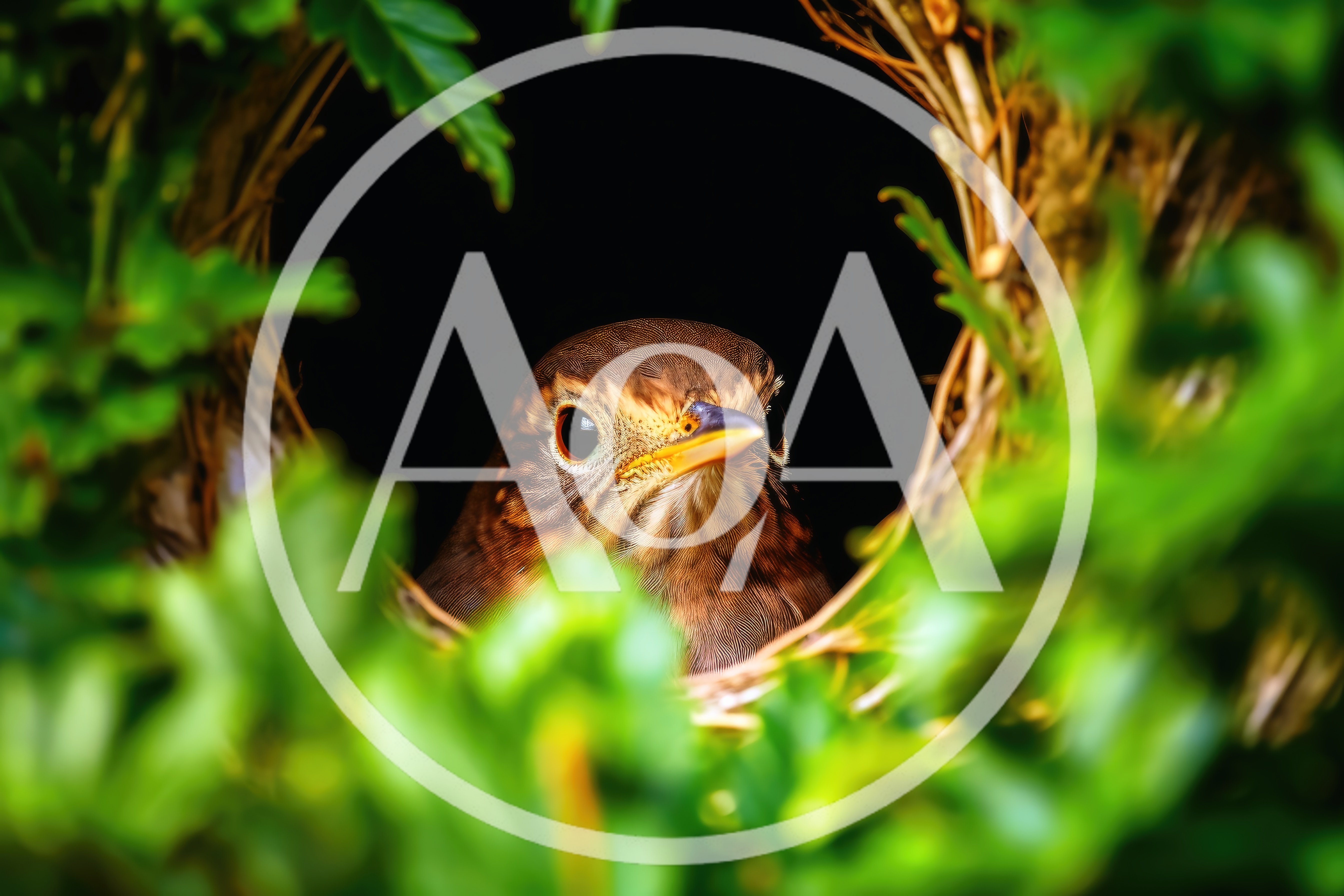 Common Blackbird Sitting Inside A Nest
