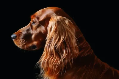 Profile Portrait Of An Irish Setter Dog