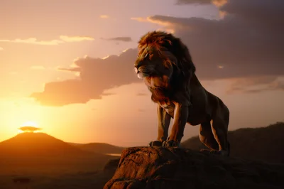 Majestic Male Lion Standing On Rock At Sunset