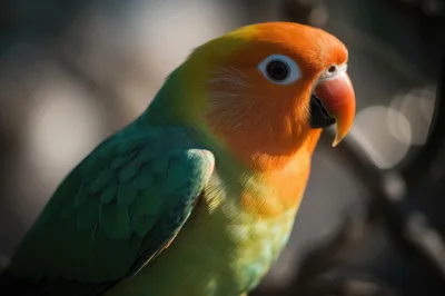 Close Up Portrait Of A Fischer Lovebird