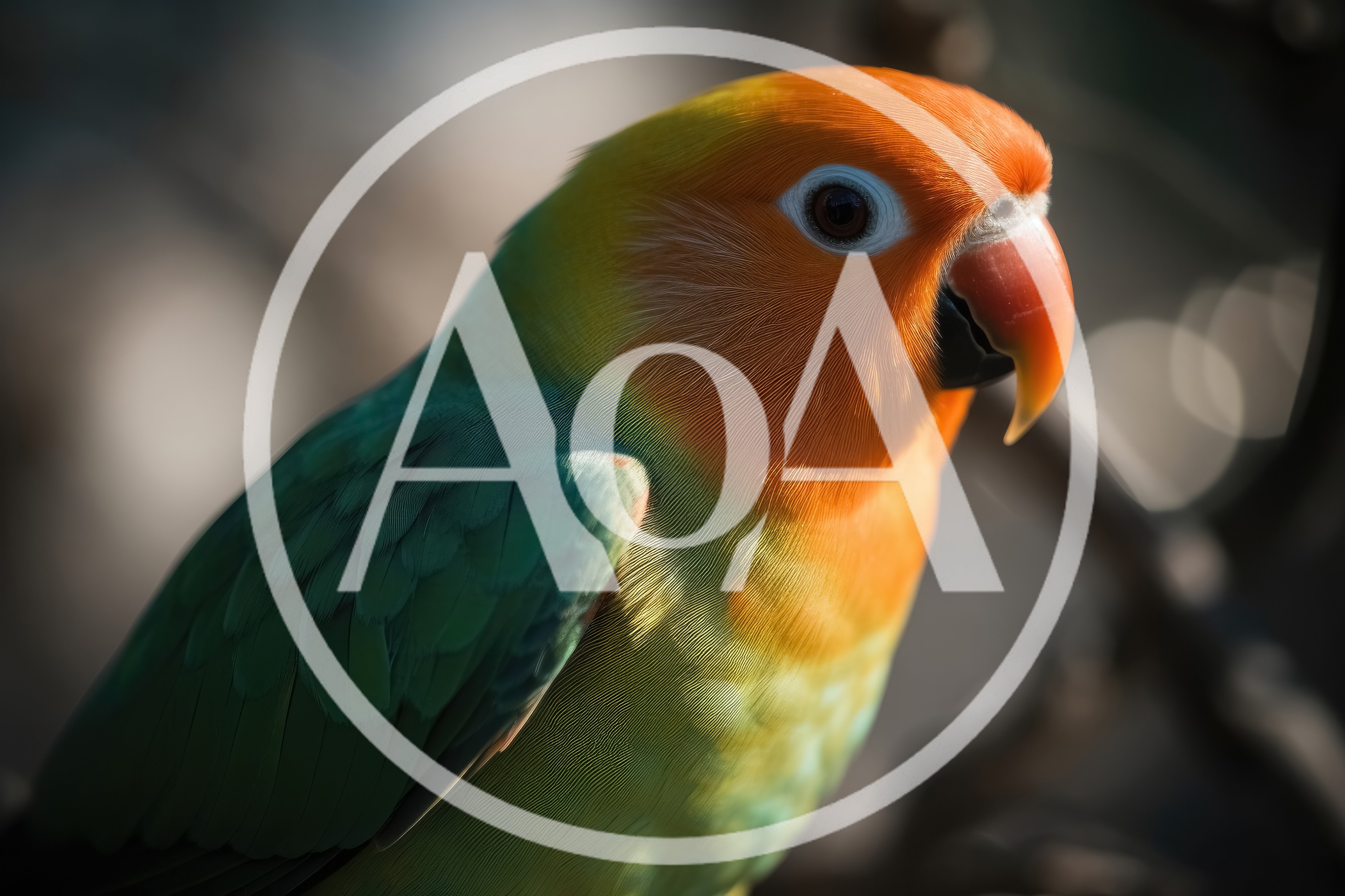 Close Up Portrait Of A Fischer Lovebird