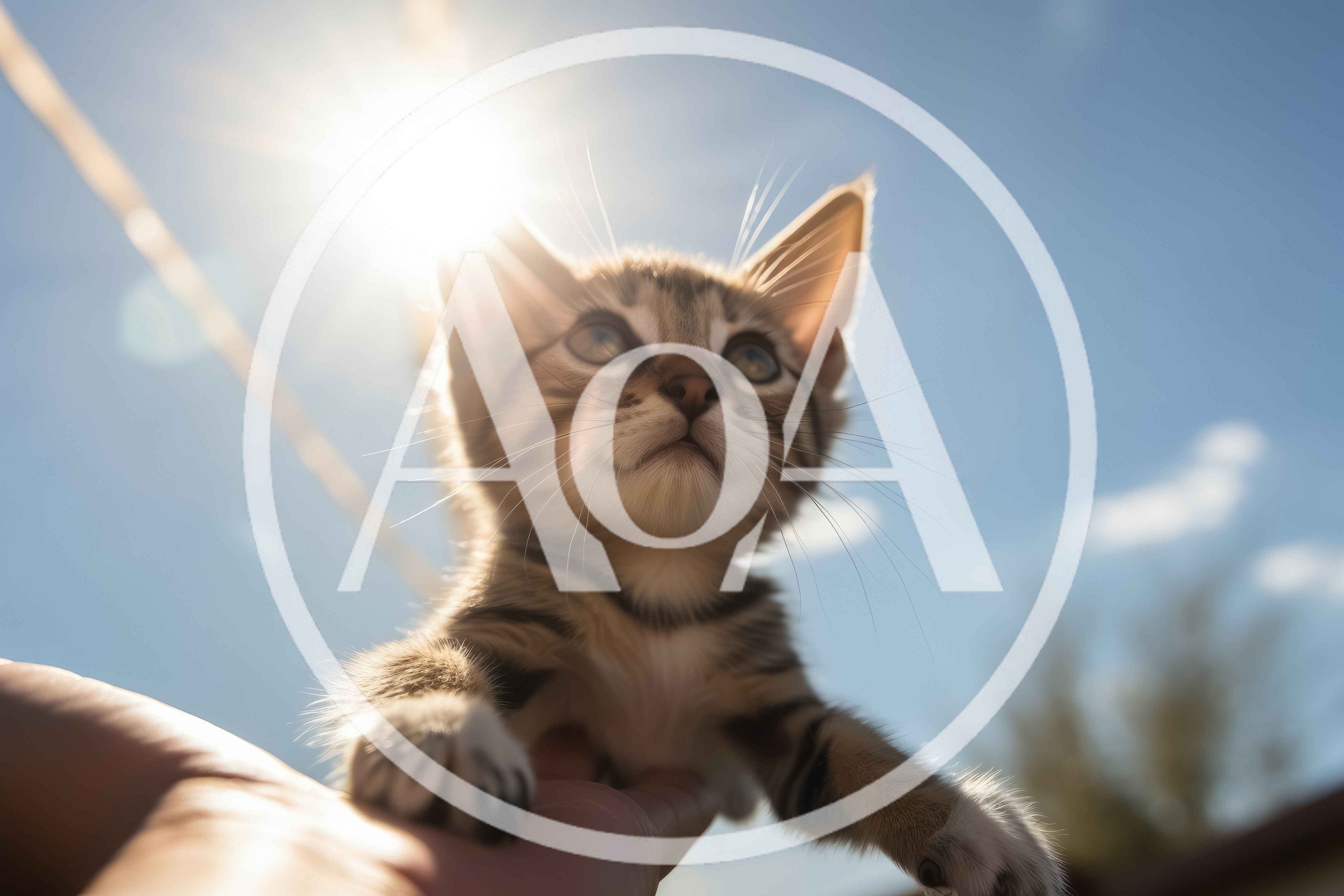 Small Tabby Kitten Held Up Against Bright Sunny Sky