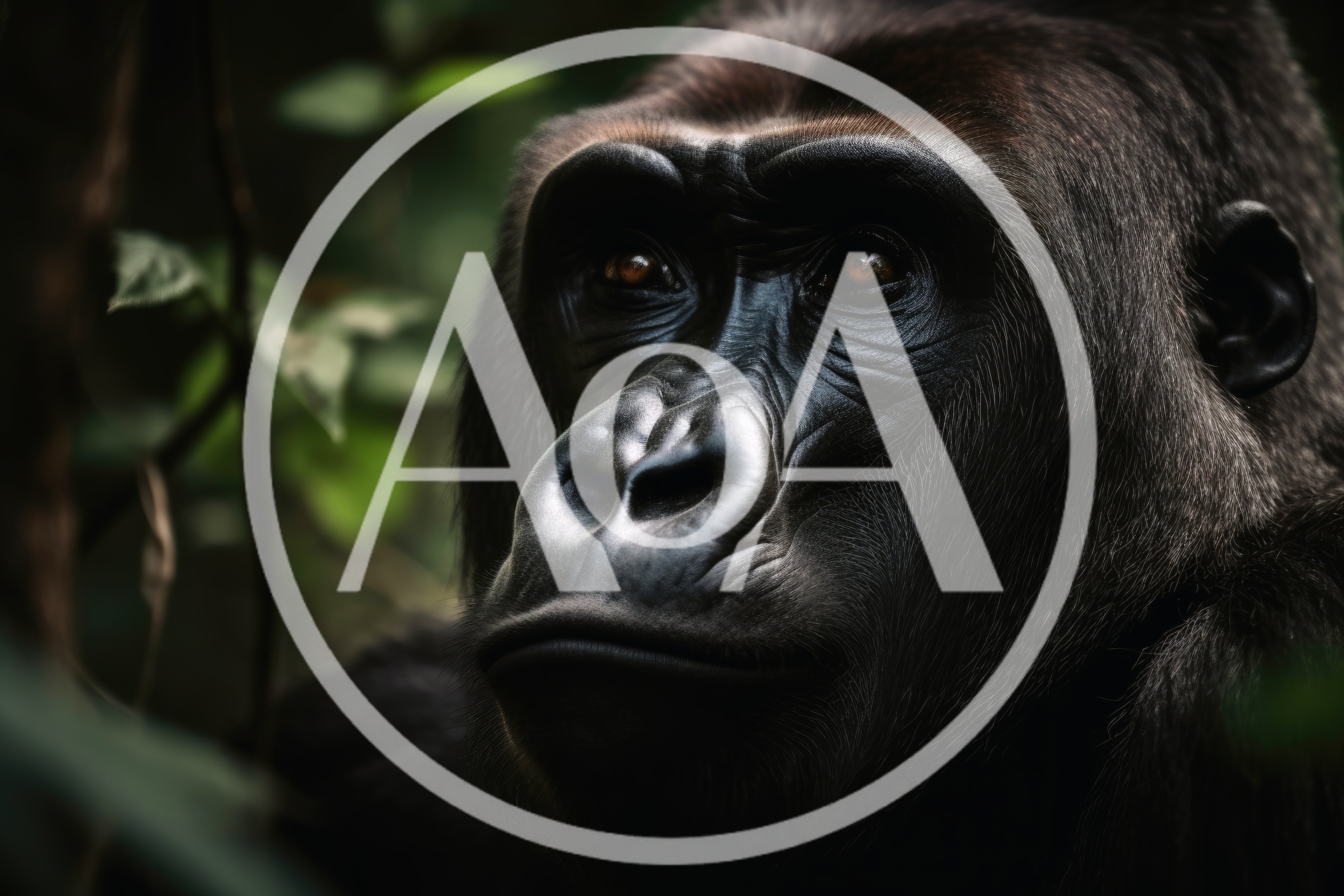 Close Up Portrait Of A Wild Mountain Gorilla