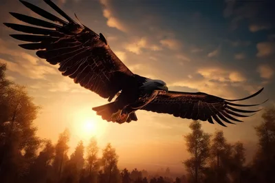 Majestic Bald Eagle Flying Over Forest At Sunset