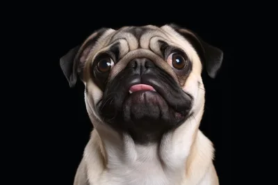 Portrait Of A Cute Pug Dog With Tongue Out