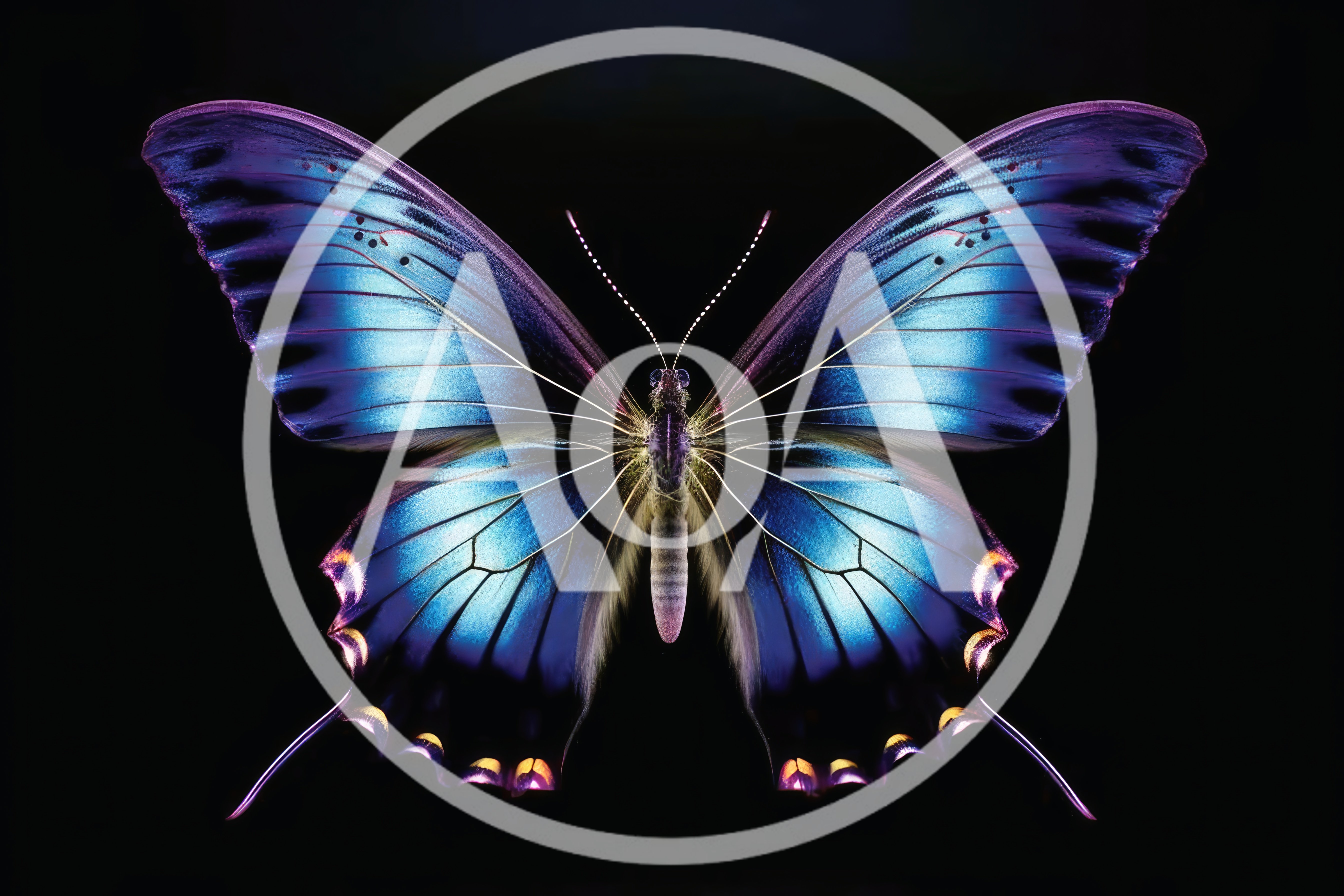 Vibrant Blue Butterfly Isolated On Black Background