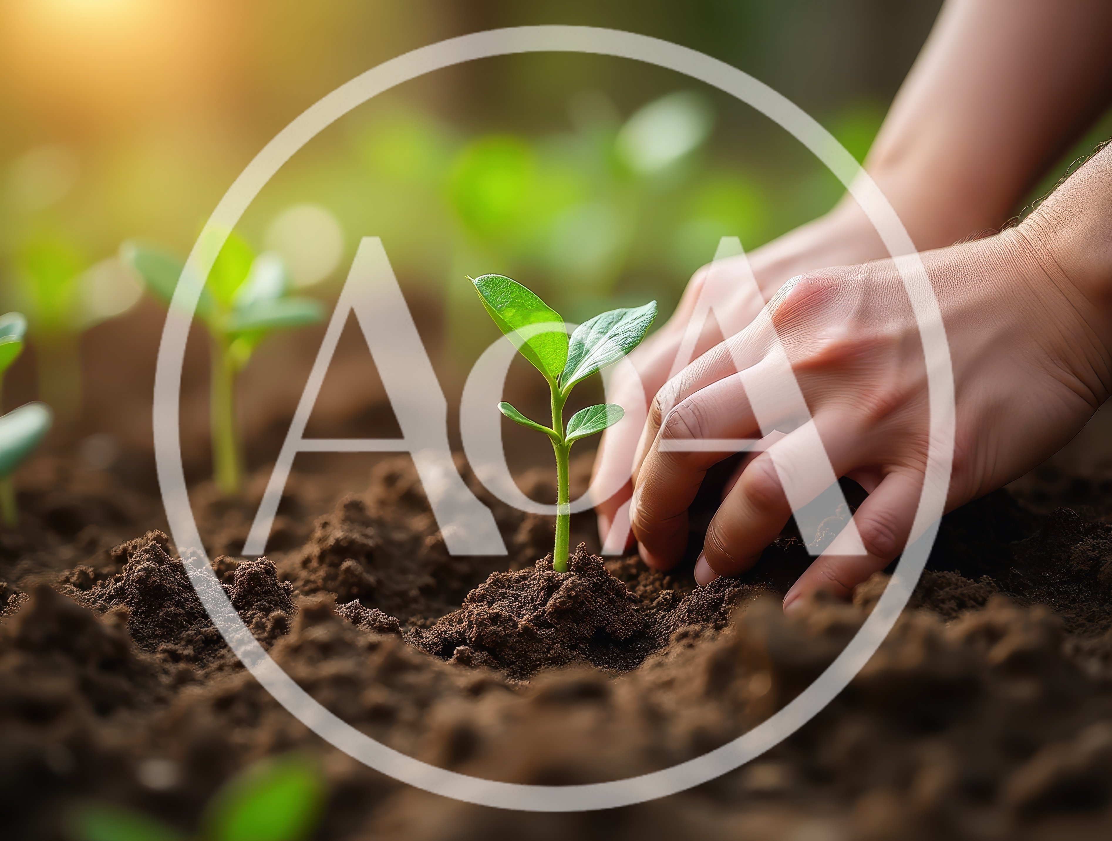 Hands Planting A Young Green Seedling In Soil