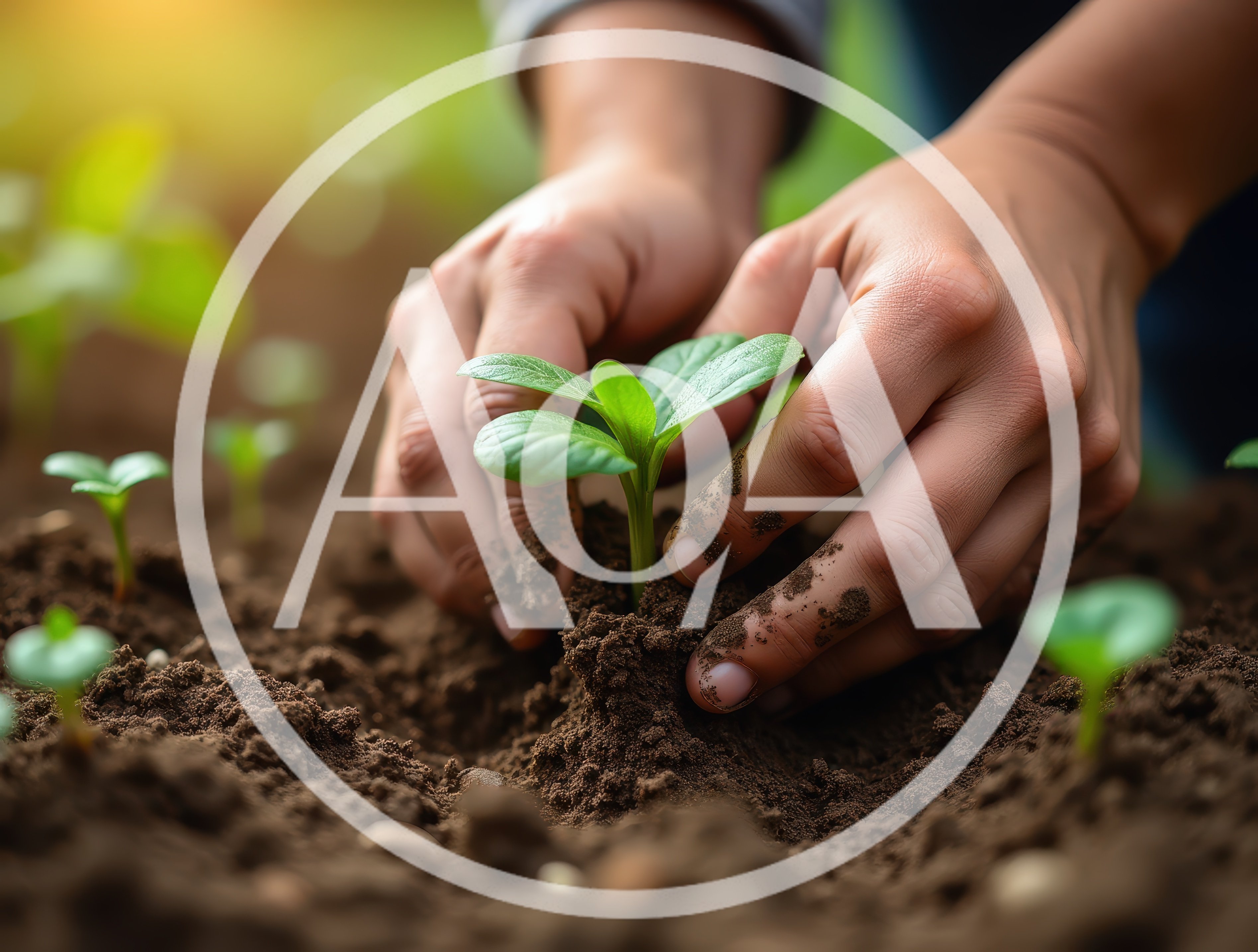 Hands Planting A Young Green Seedling In Soil
