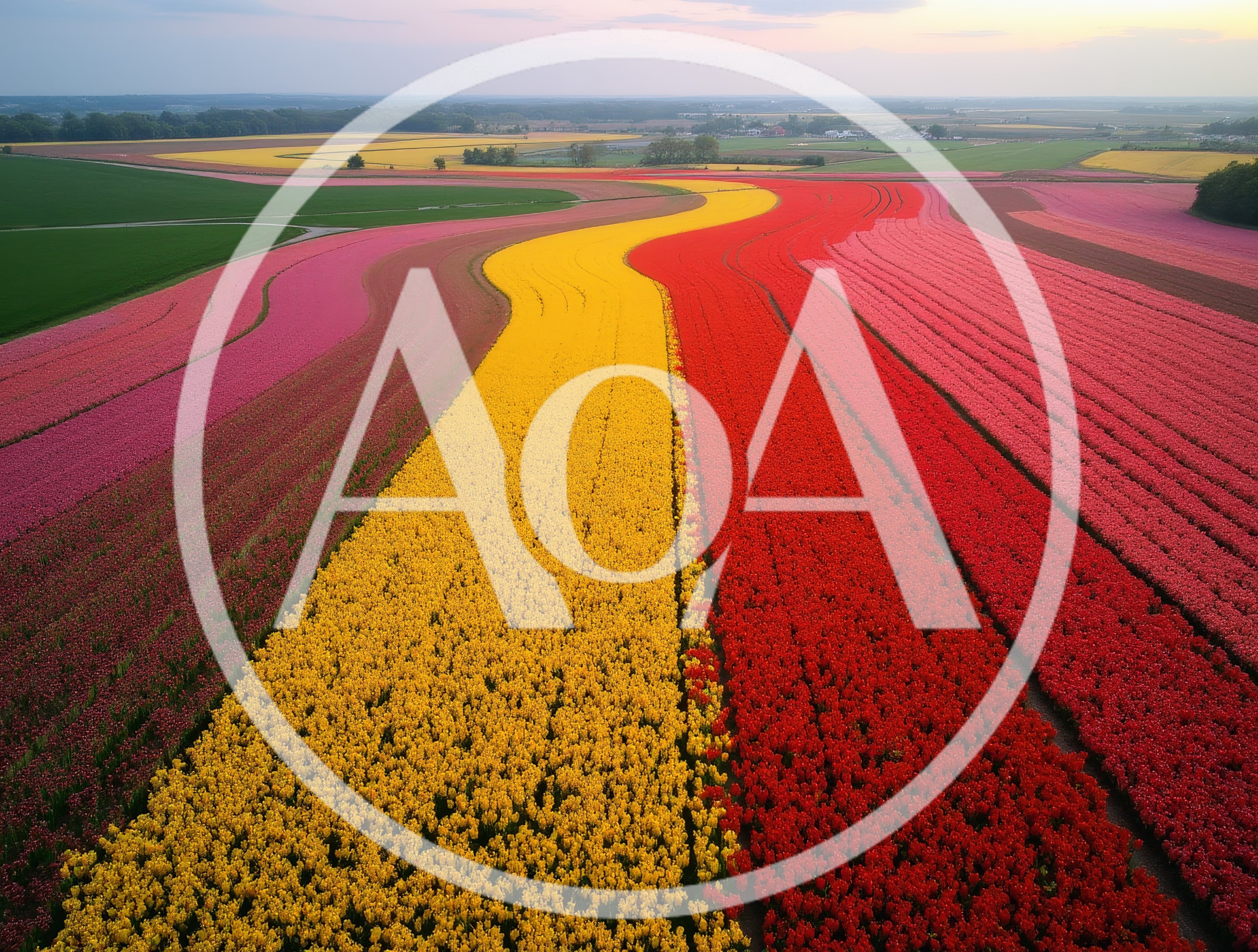 Aerial View Of Vibrant Tulip Fields In Spring