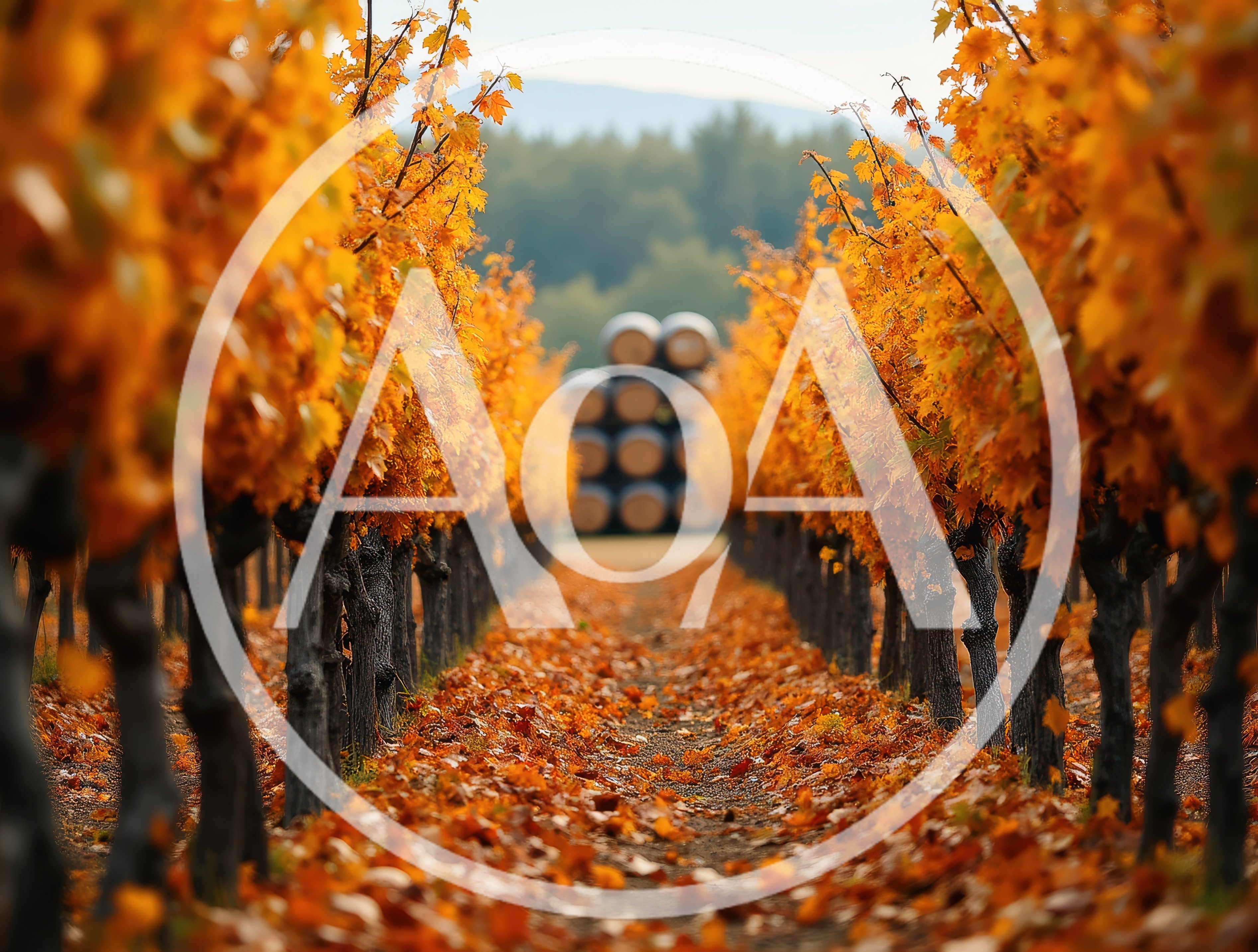 Autumn Vineyard Rows With Wine Barrels