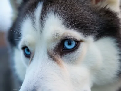 Close Up Portrait Of A Siberian Husky Dog