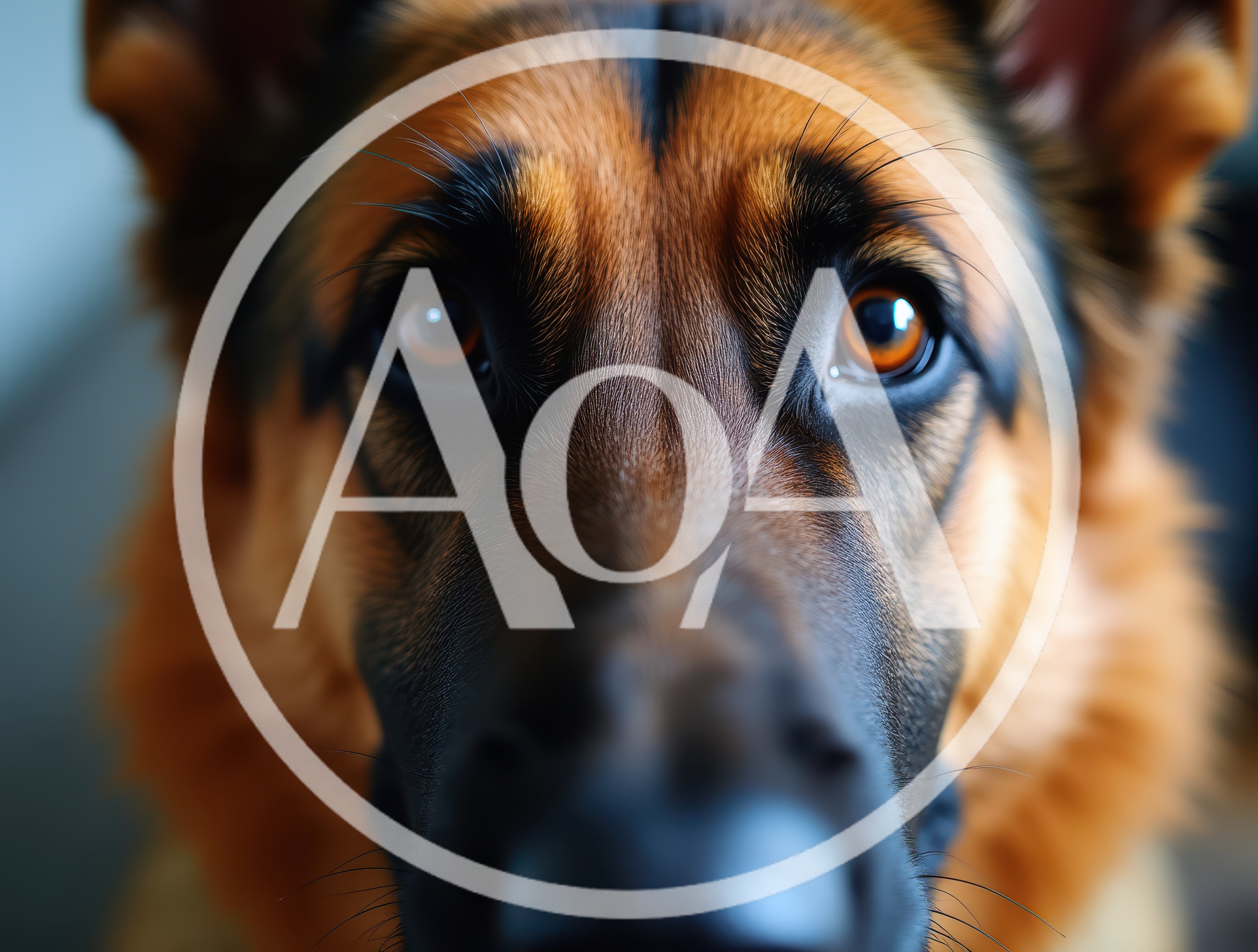 Close Up Portrait Of A German Shepherd Dog
