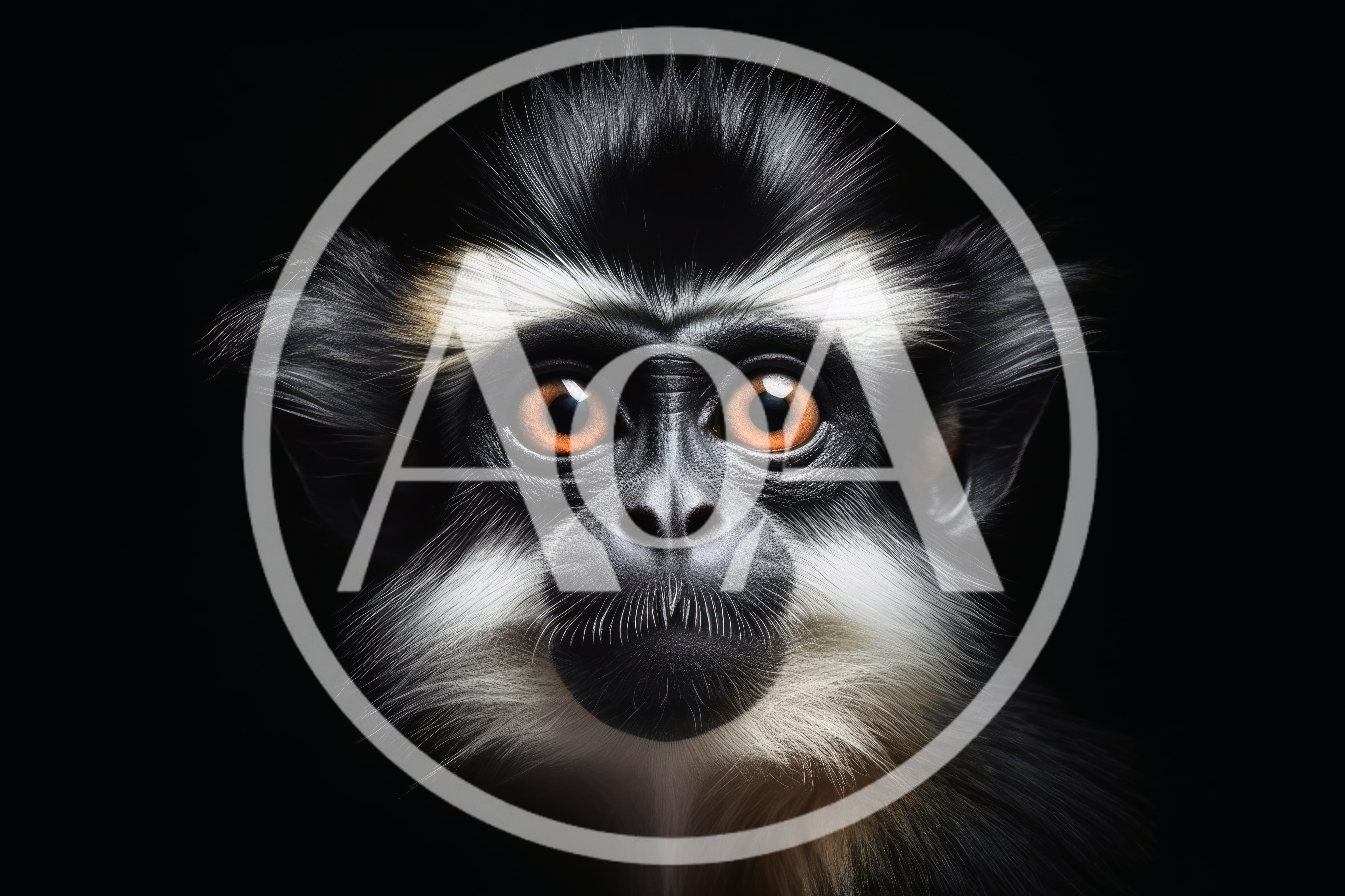 Close Up Portrait Of A Collared Mangabey Monkey