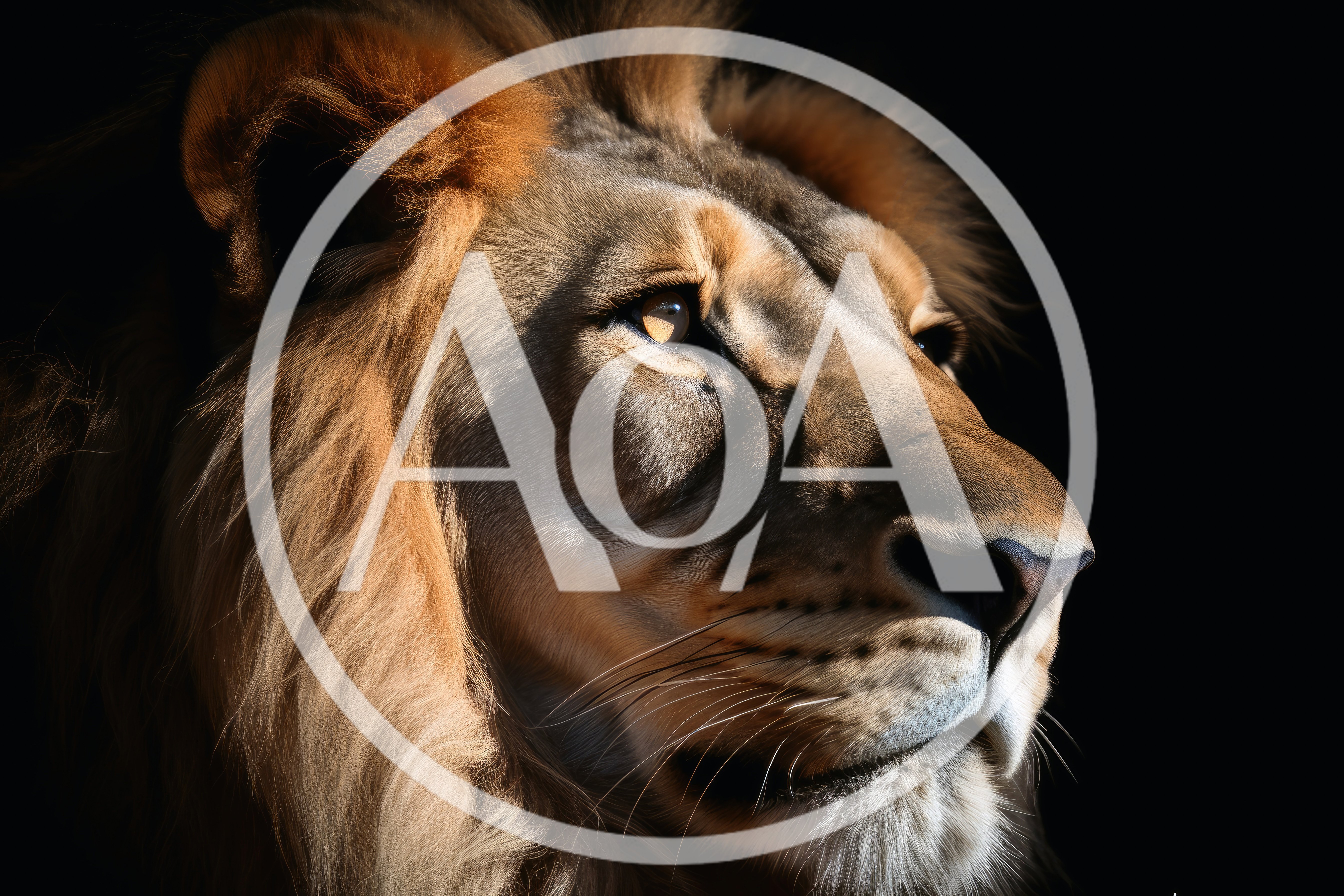 Majestic Male Lion Profile Portrait Against Black Background