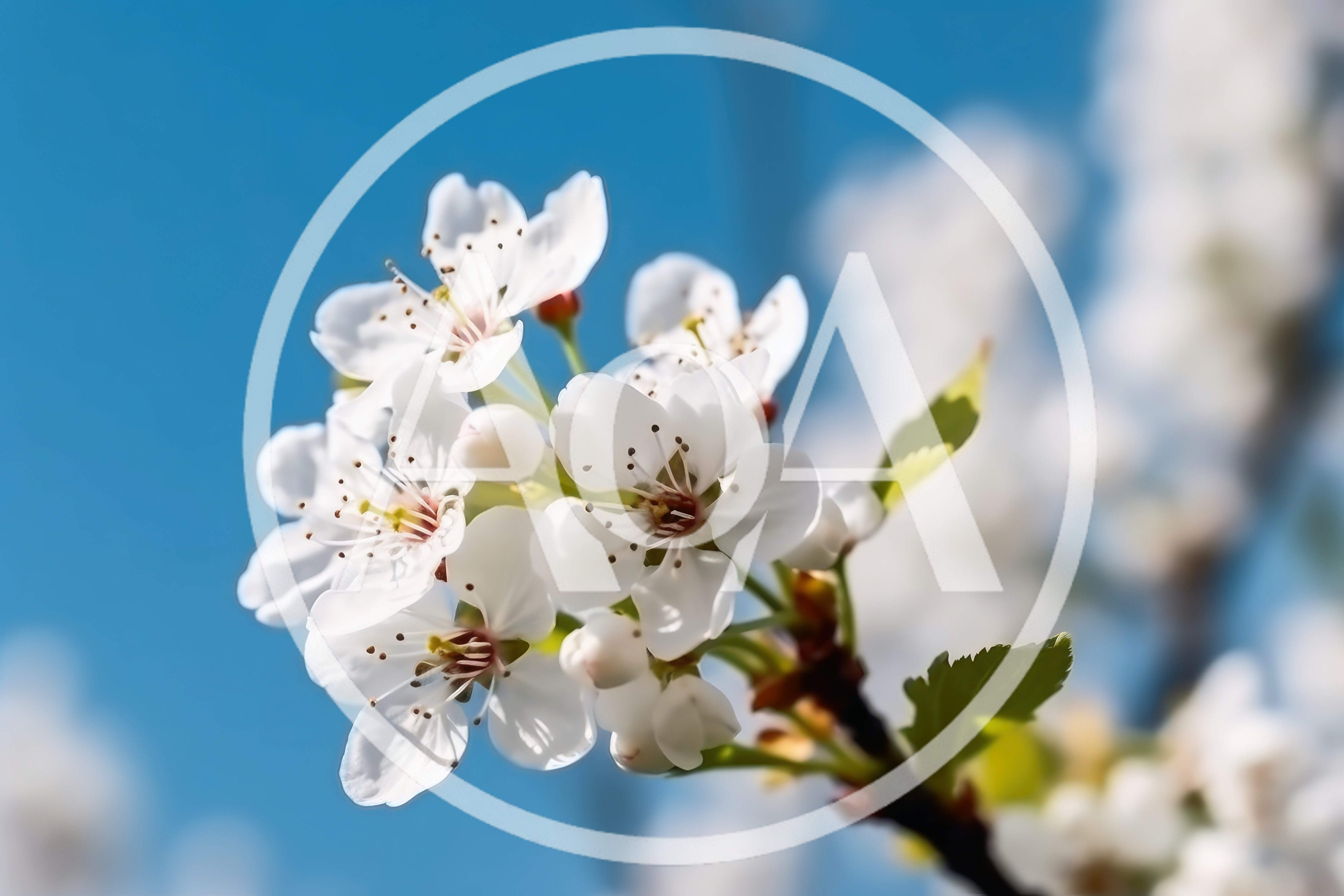 White Cherry Blossom Flowers Blooming On A Branch