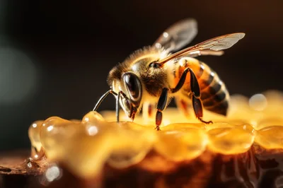 Honey Bee Feeding On Fresh Honeycomb