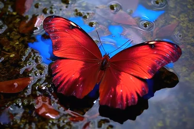 Vibrant Red Butterfly Resting On Reflective Blue Water