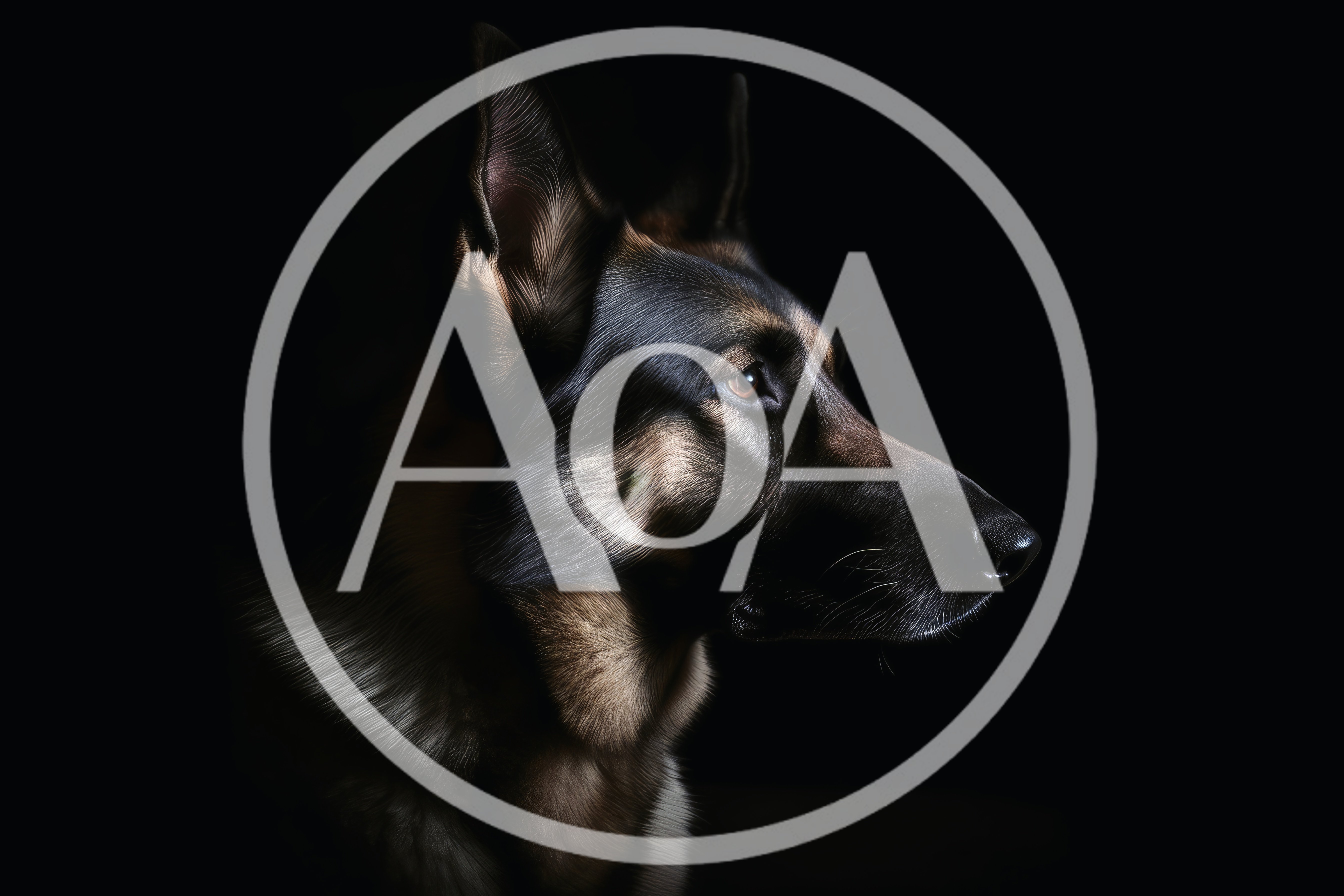 Portrait Of A German Shepherd Dog In Profile