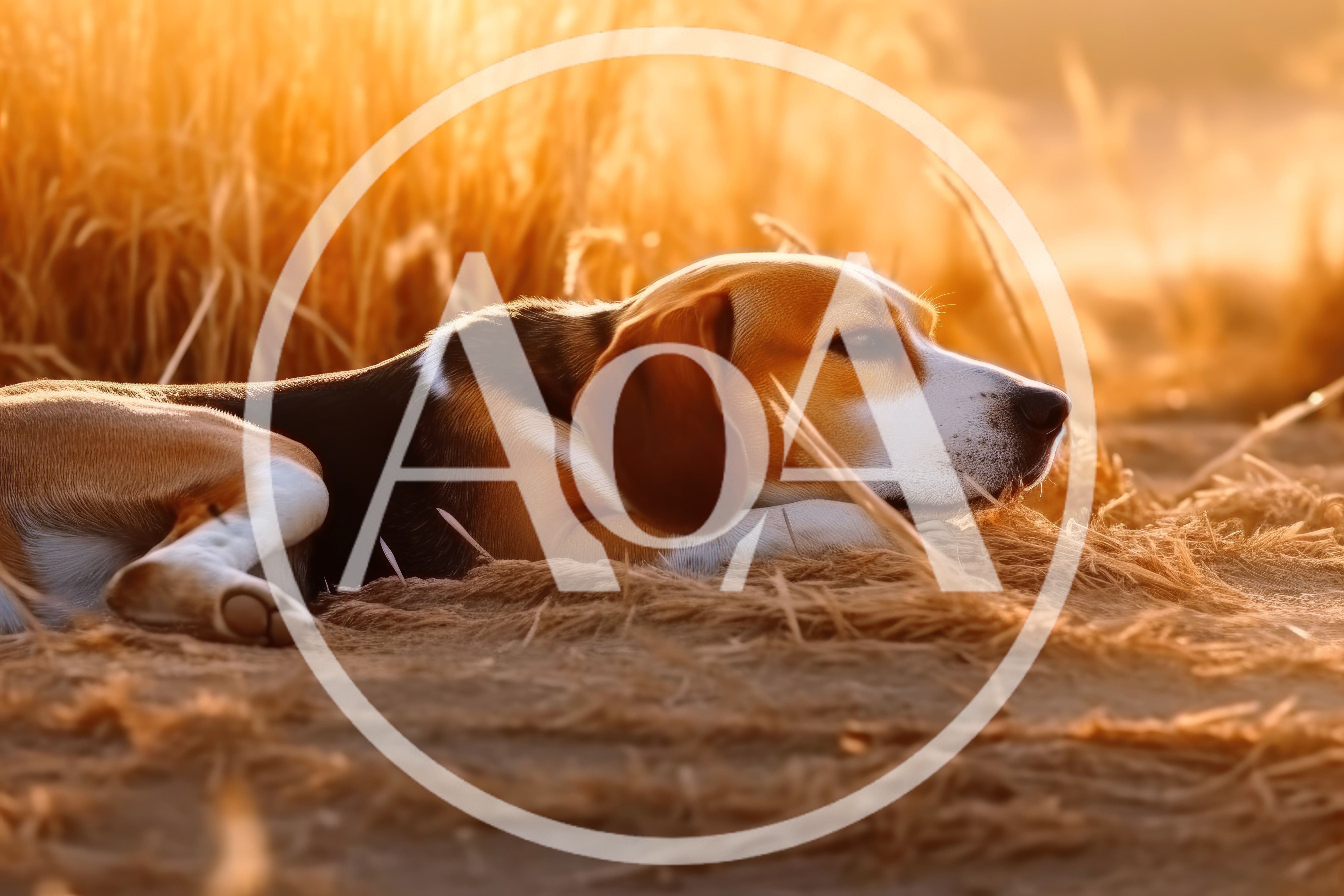 Beagle Dog Resting In Golden Hour Sunlight