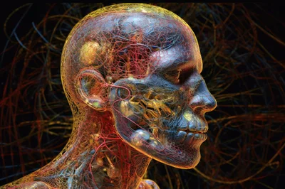 Digital Human Head Anatomy With Intricate Neural Network