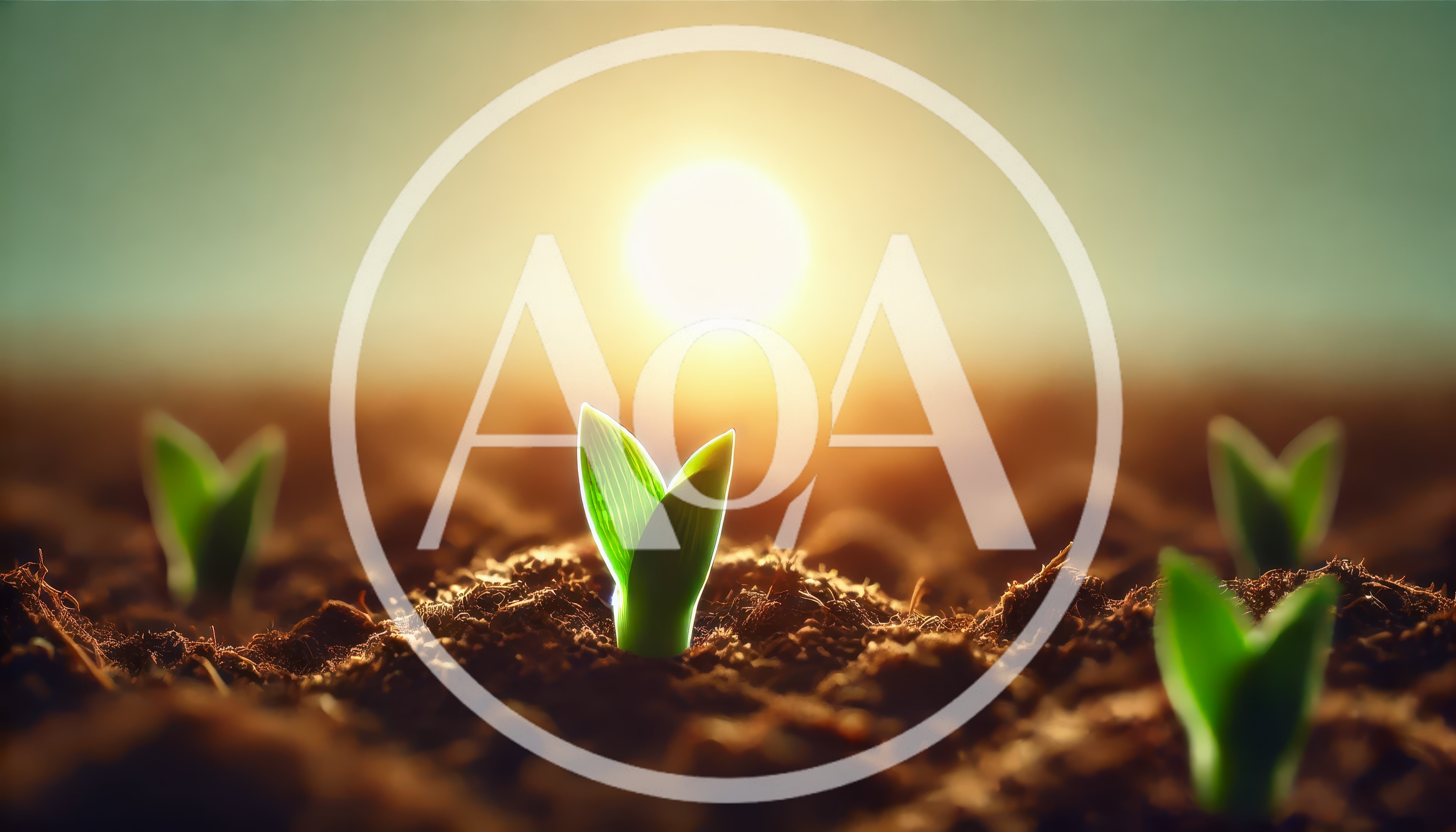 Green Seedlings Sprouting From Fertile Soil At Sunrise