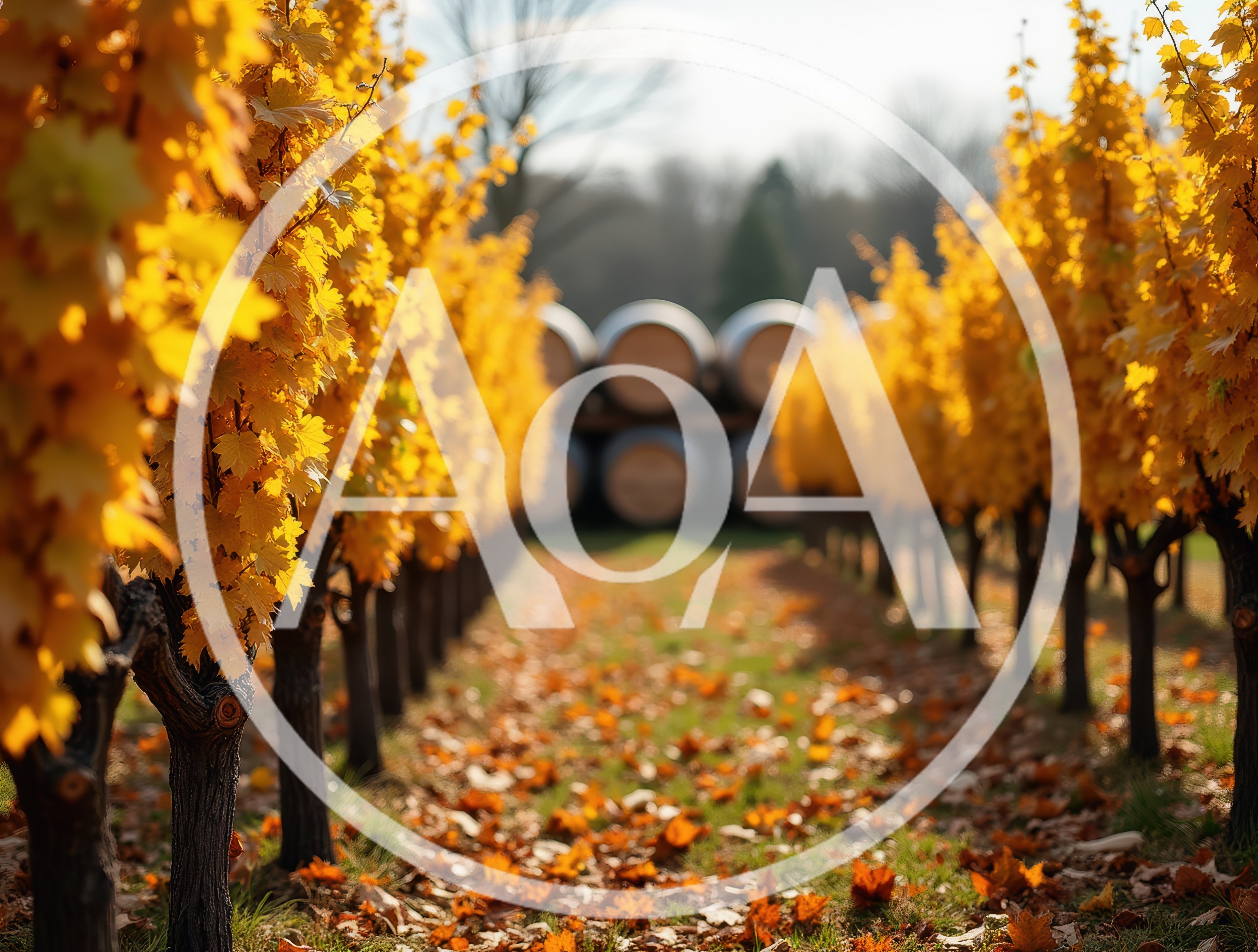 Autumn Vineyard Rows With Wine Barrels In Background