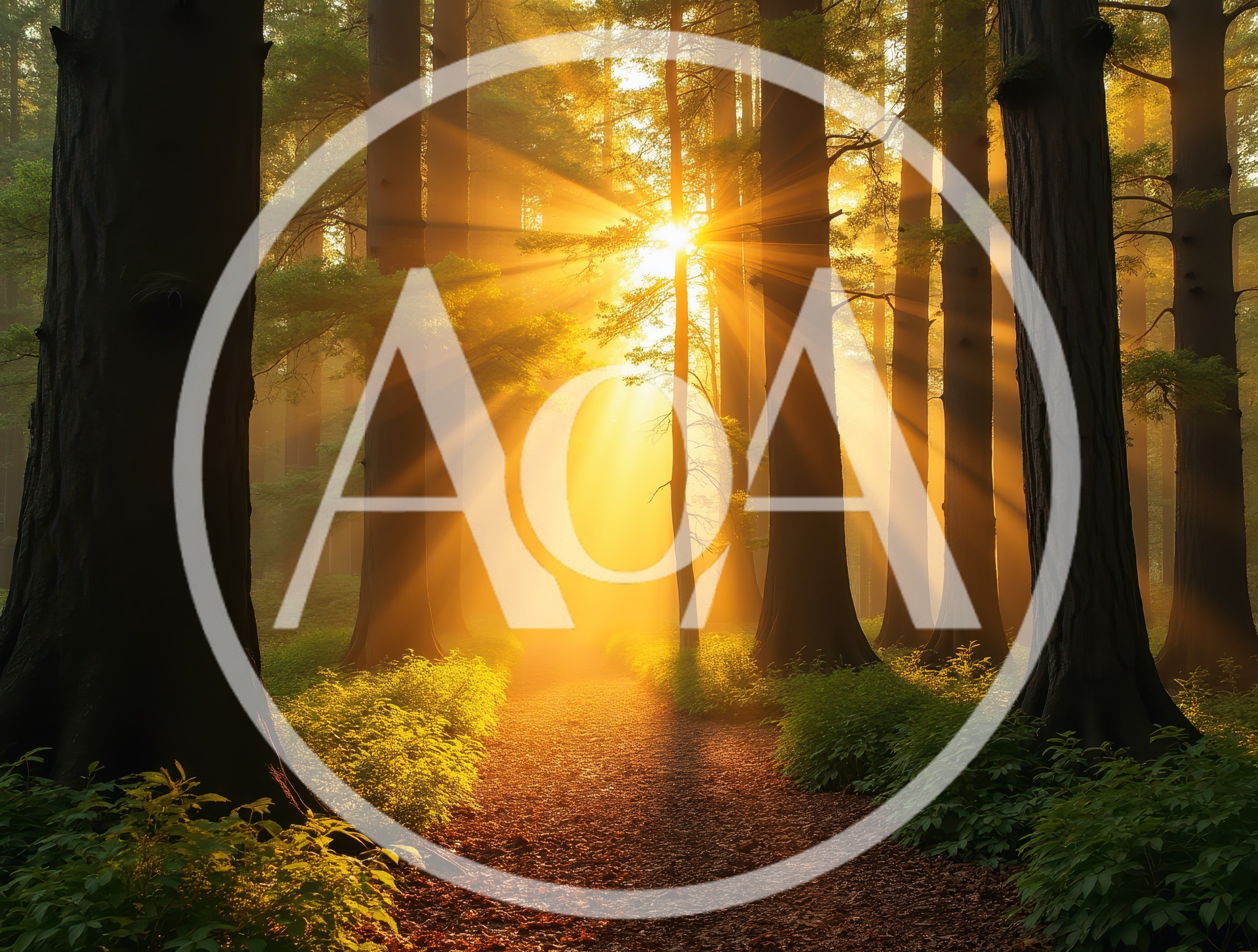 Golden Sunbeams Piercing Through A Misty Forest Path