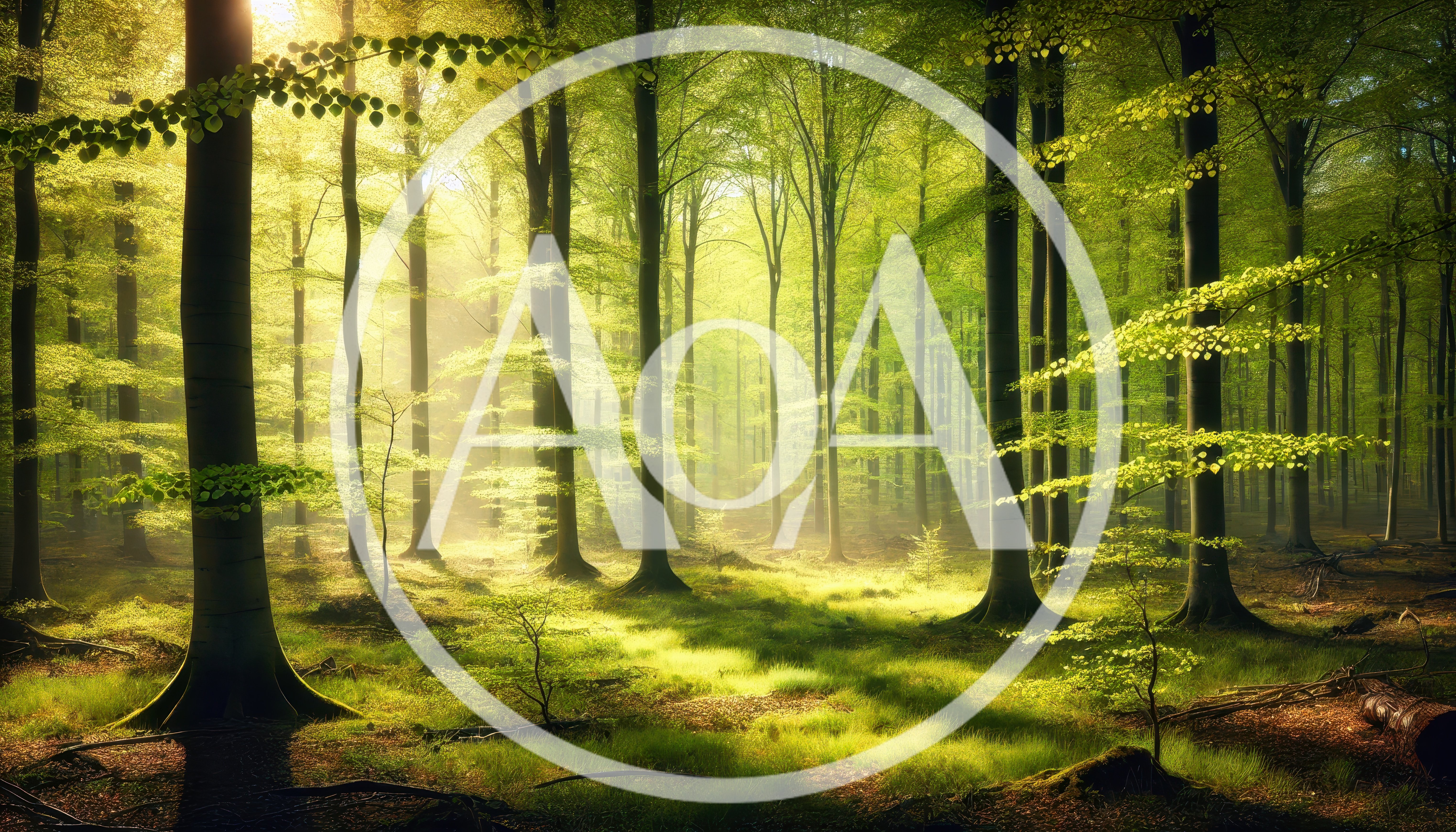 Sunlight Streaming Through A Lush Green Forest