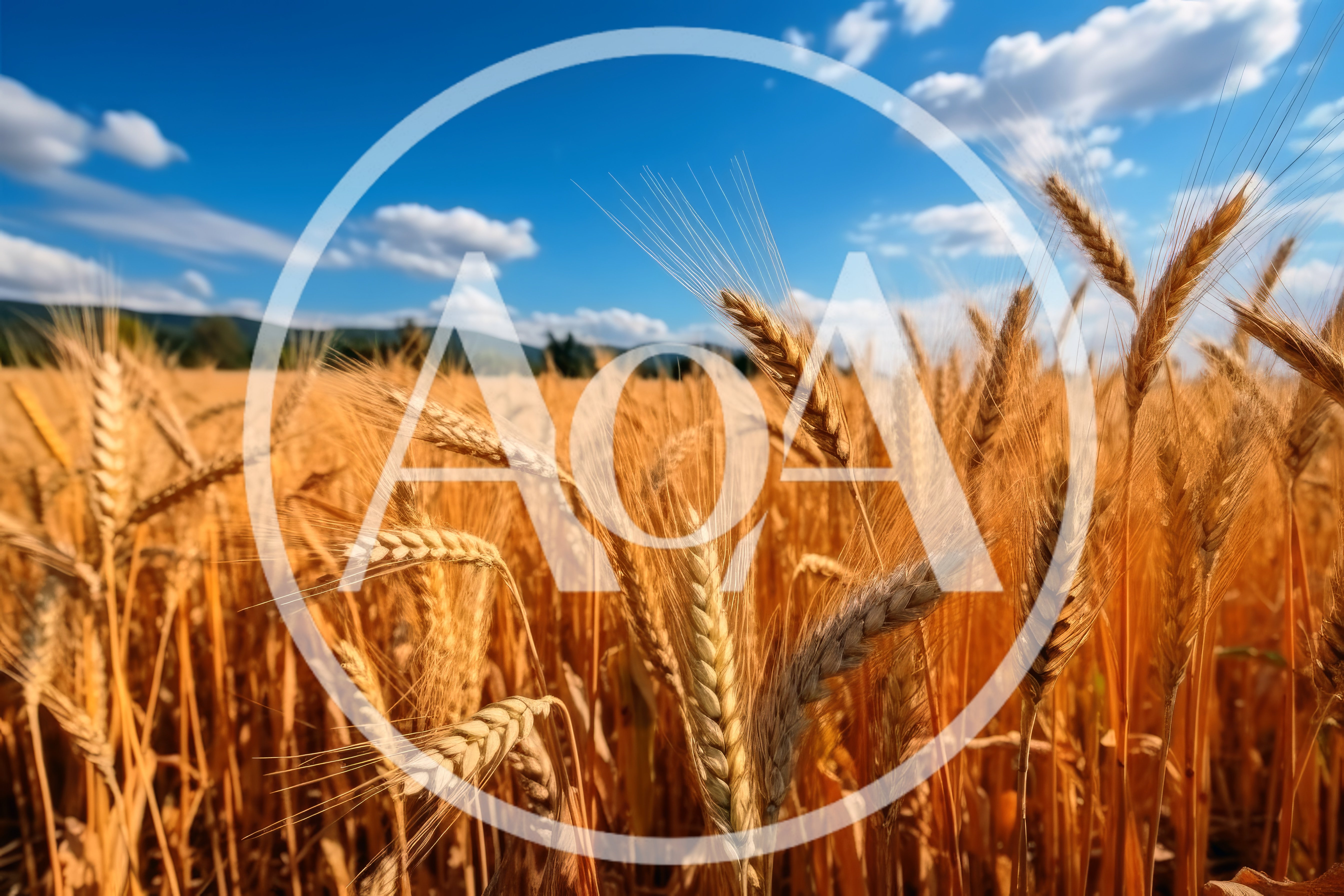 Golden Wheat Field Under A Bright Blue Sky