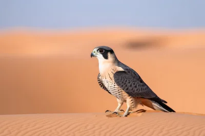 Lanner Falcon Perched On Desert Sand Dunes
