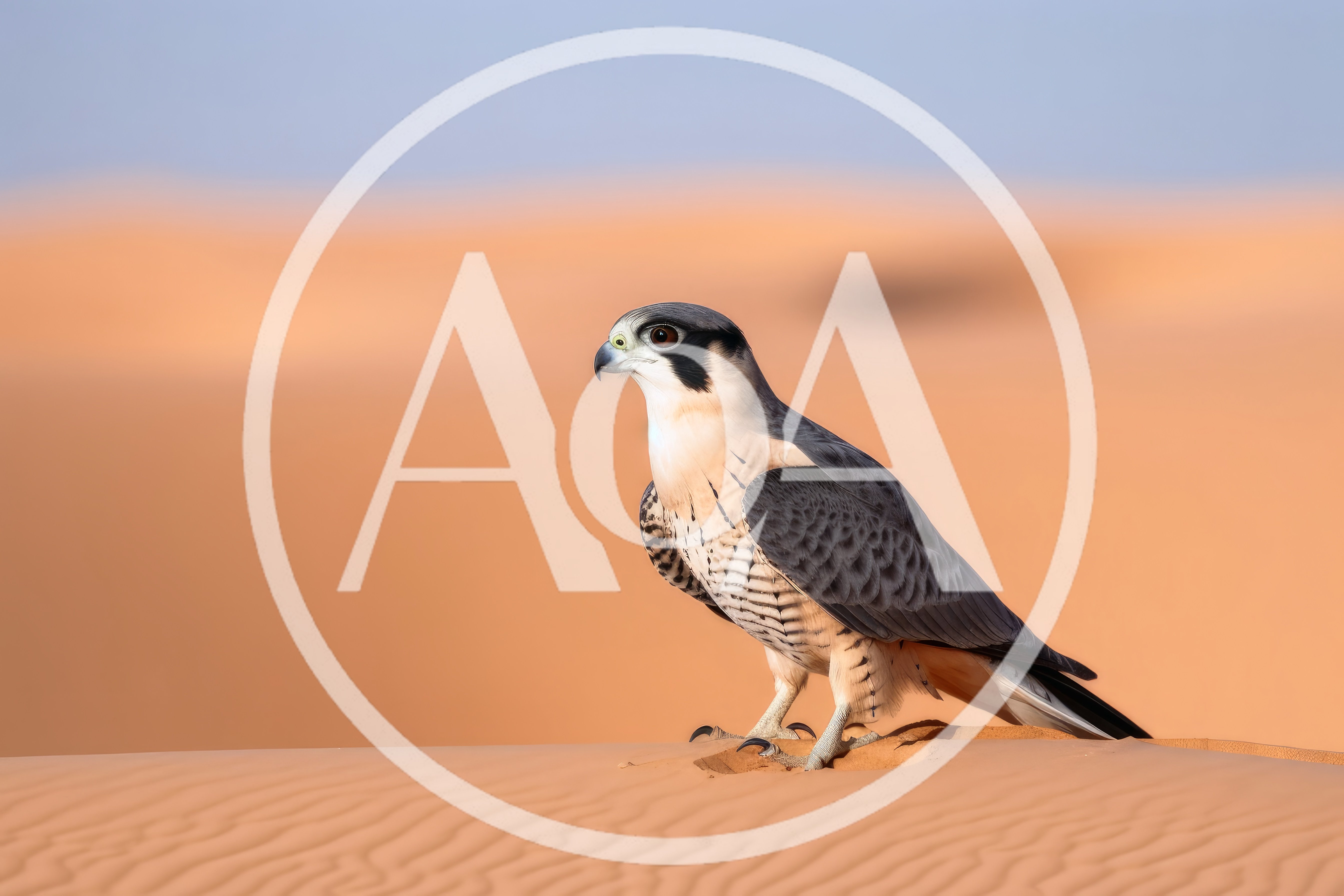 Lanner Falcon Perched On Desert Sand Dunes