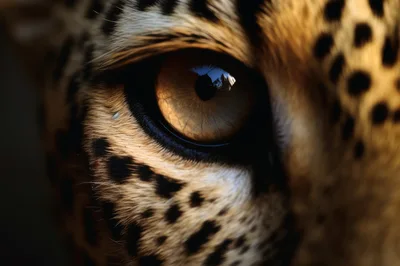 Extreme Close Up Of A Leopard Eye