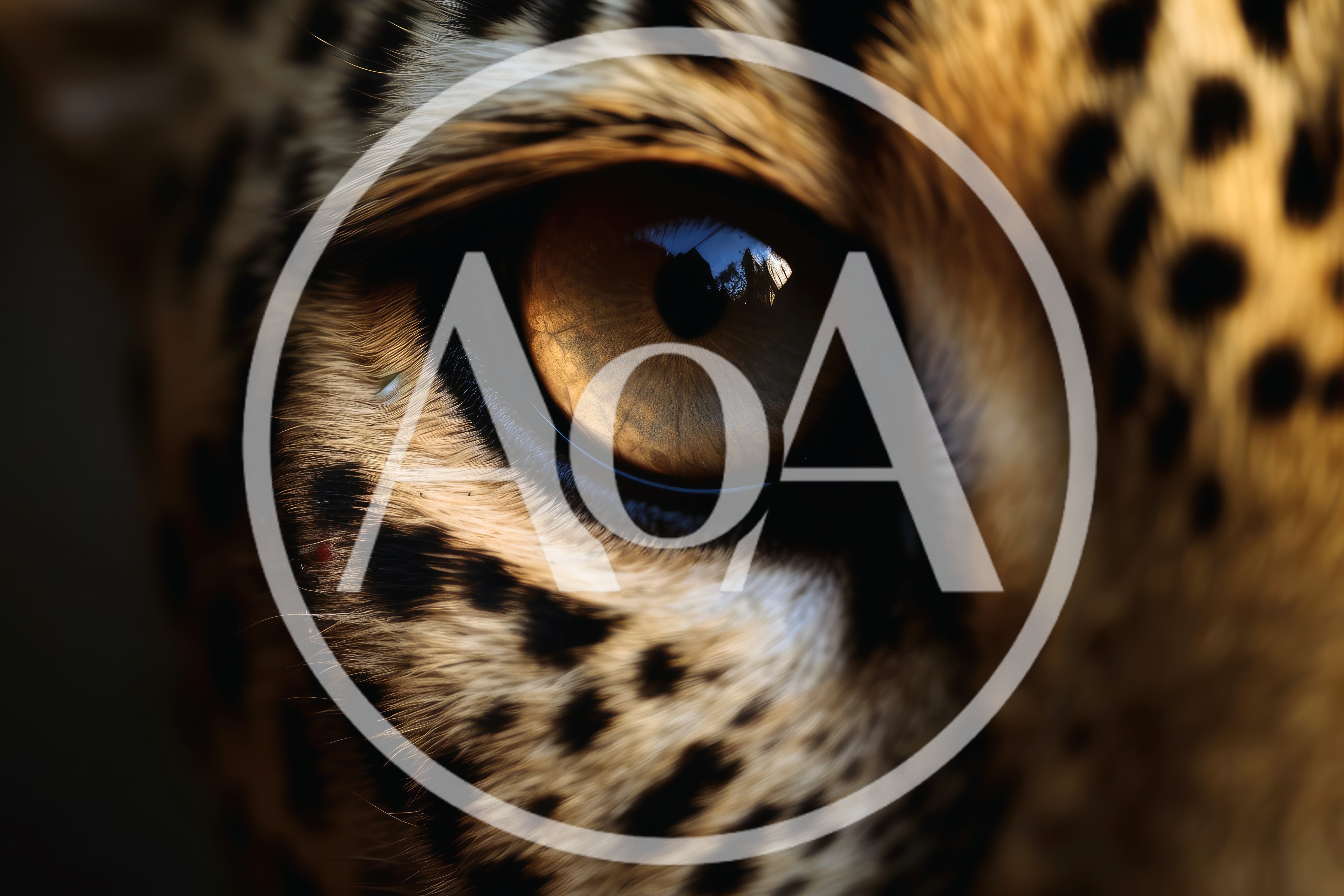 Extreme Close Up Of A Leopard Eye