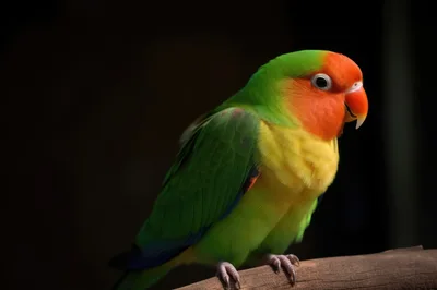 Fischer's Lovebird Perched On A Wooden Branch